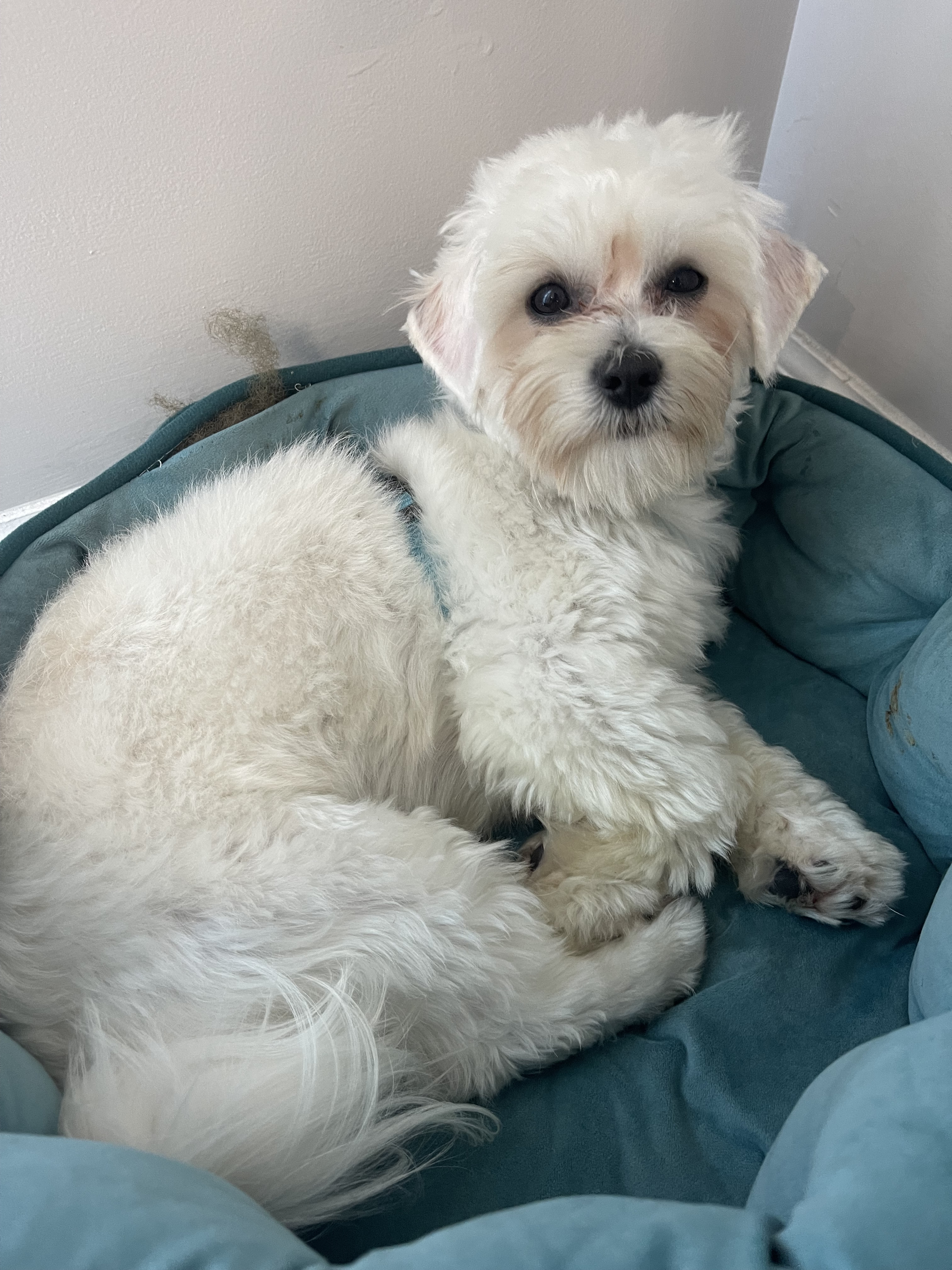 adoptable Dog in Raleigh,NC named Tolin