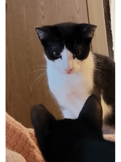 adoptable Cat in Modesto,CA named Ellie