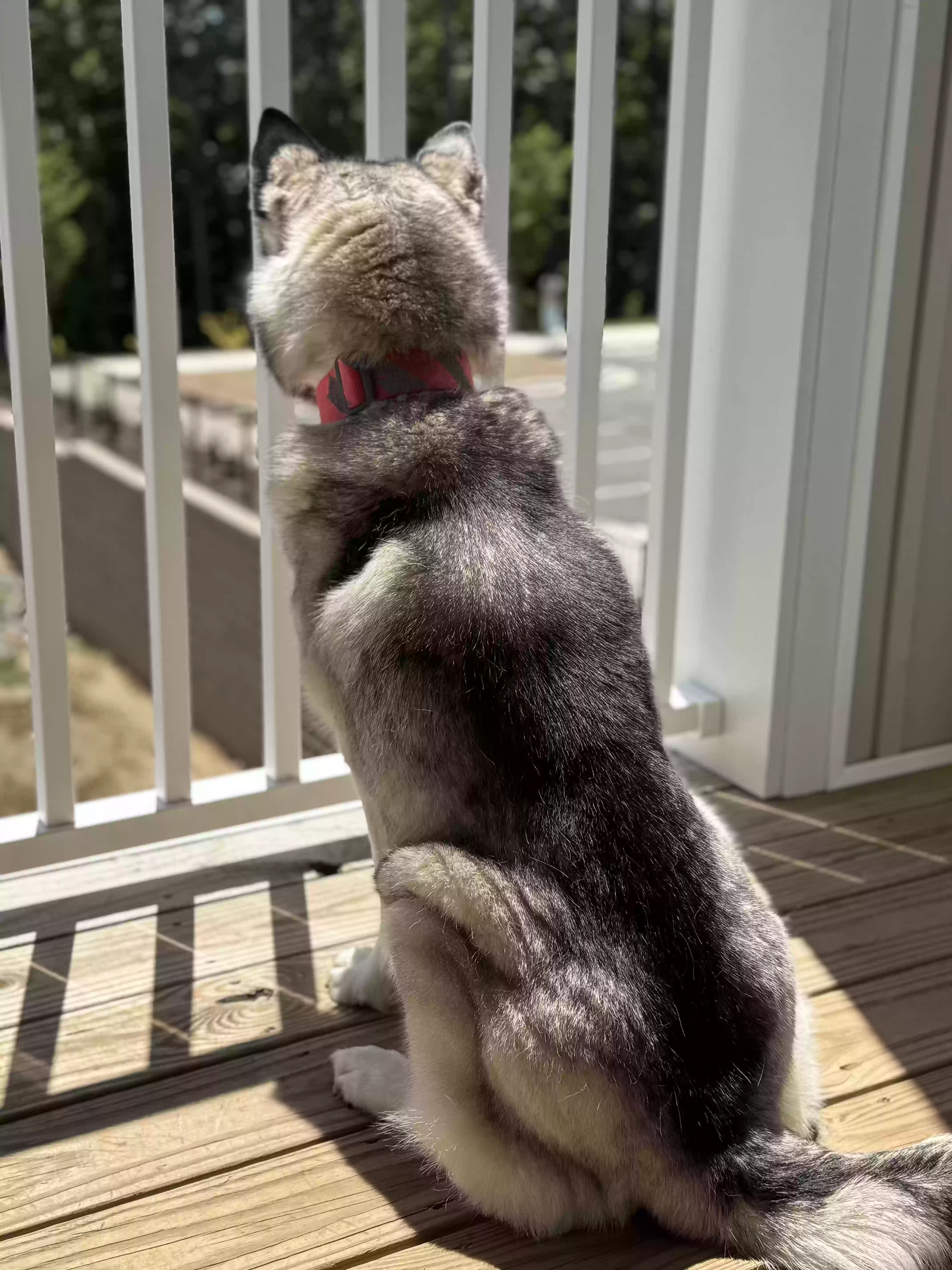 adoptable Dog in Raleigh,NC named Perla