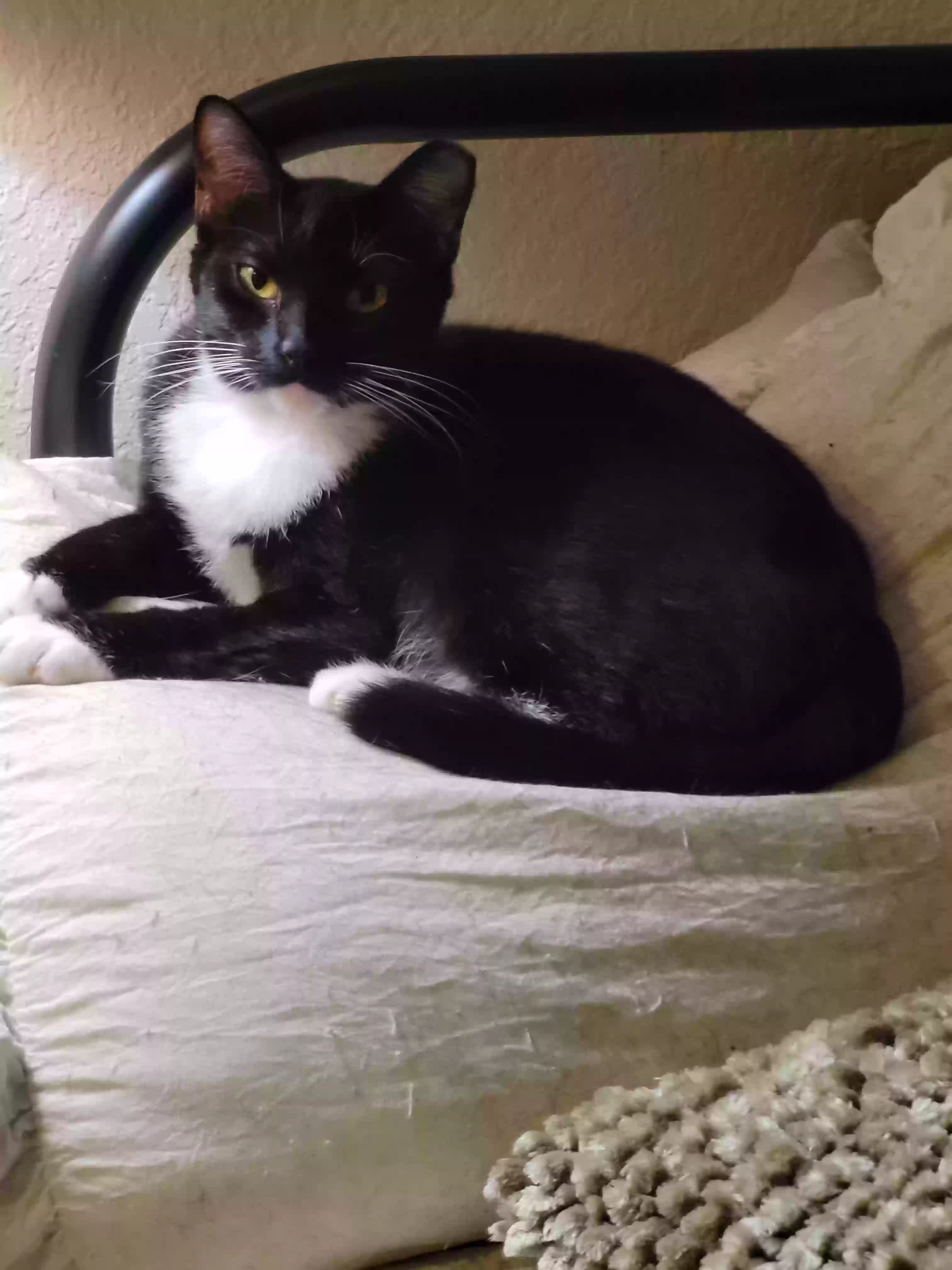 adoptable Cat in Modesto,CA named Emily