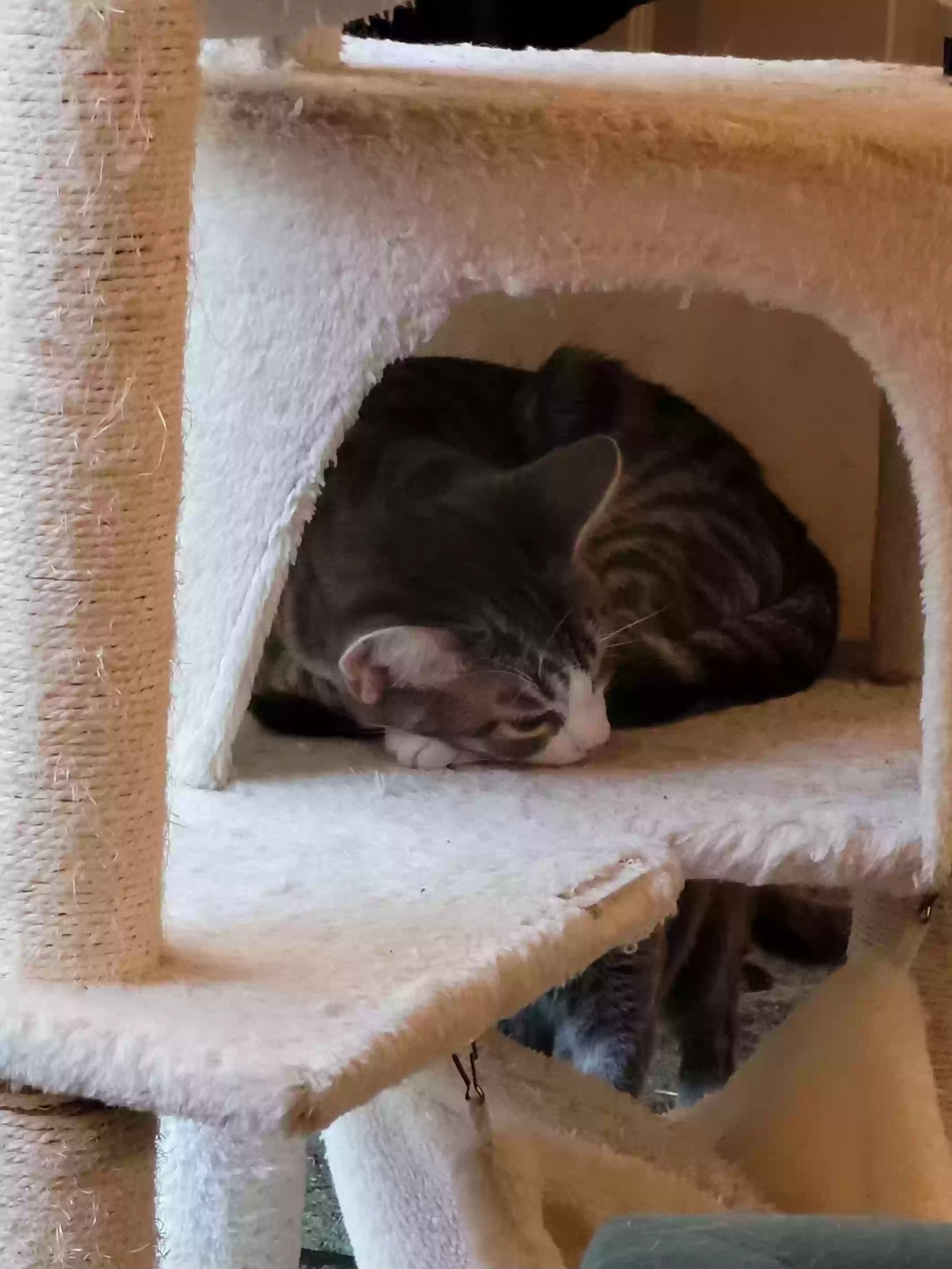 adoptable Cat in Modesto,CA named Elliot