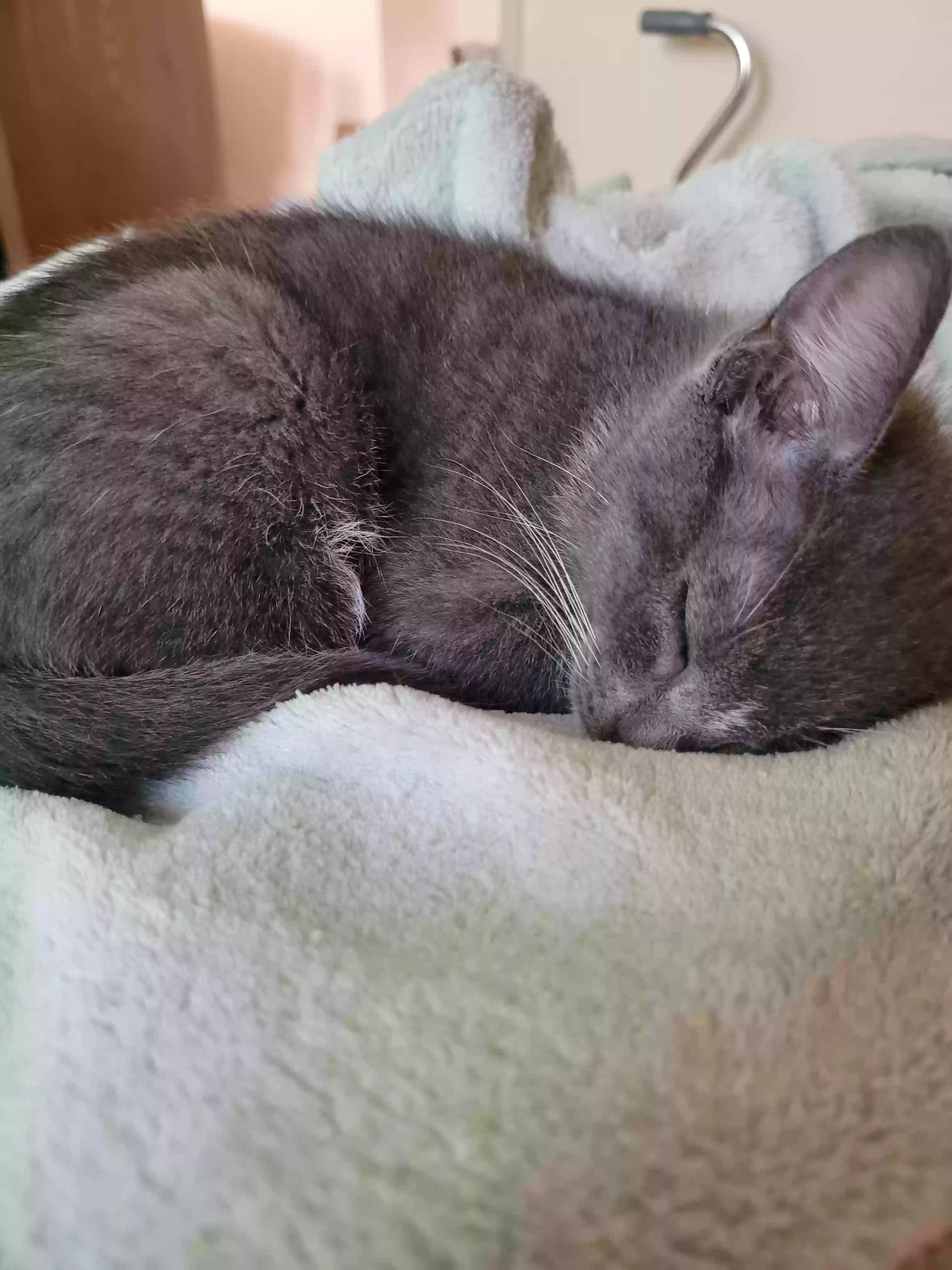 adoptable Cat in Modesto,CA named Elanore