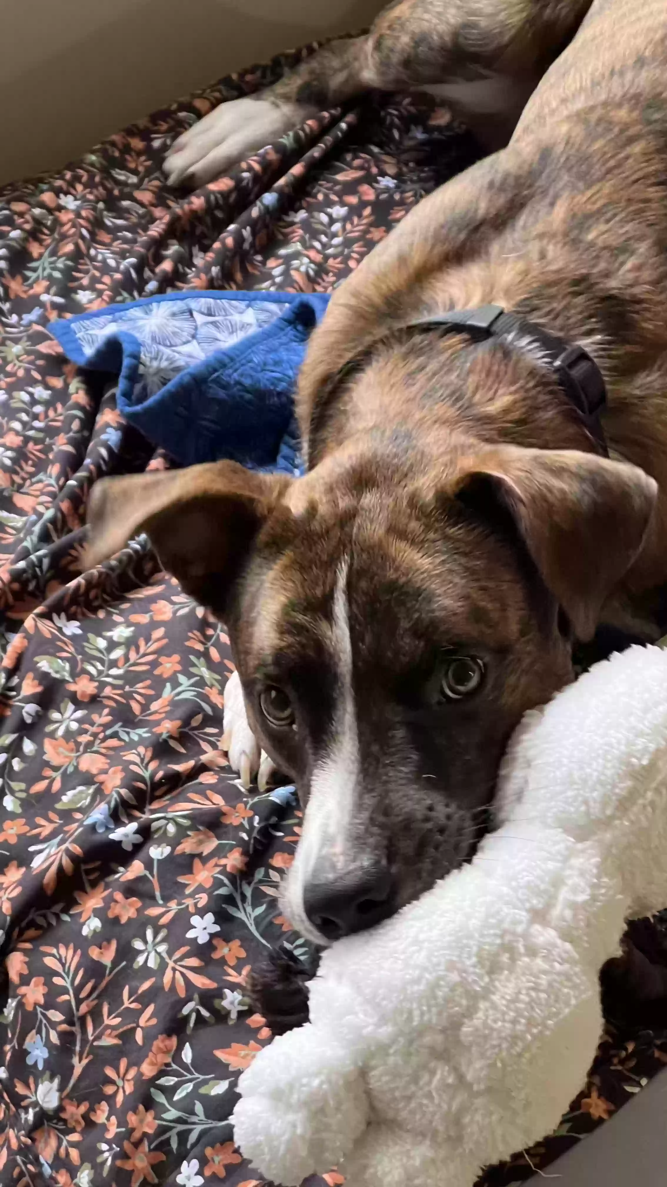 adoptable Dog in Jackson,MS named Hank