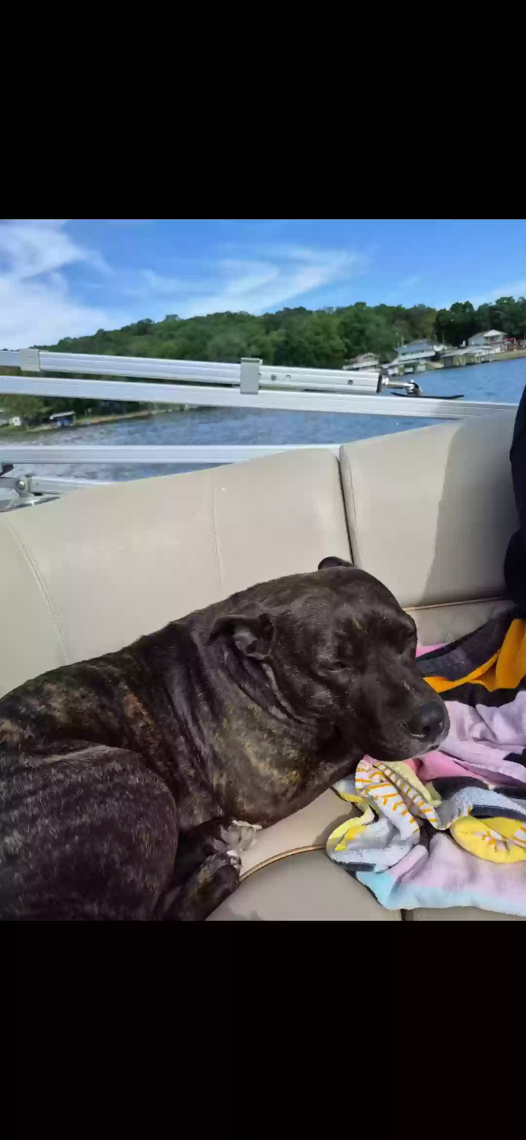 adoptable Dog in Warrensburg,MO named Molly