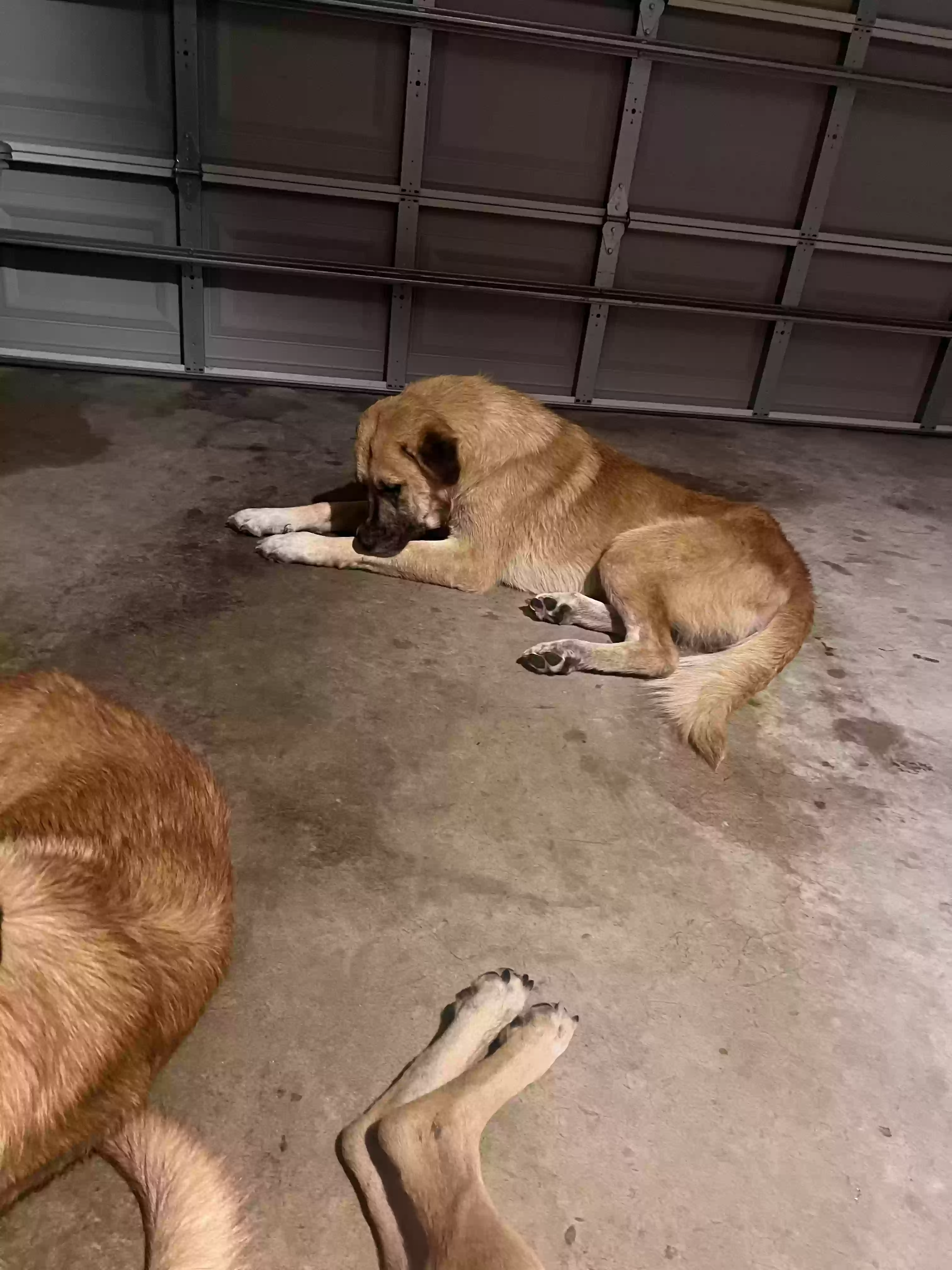 adoptable Dog in Orlando,FL named Boyd