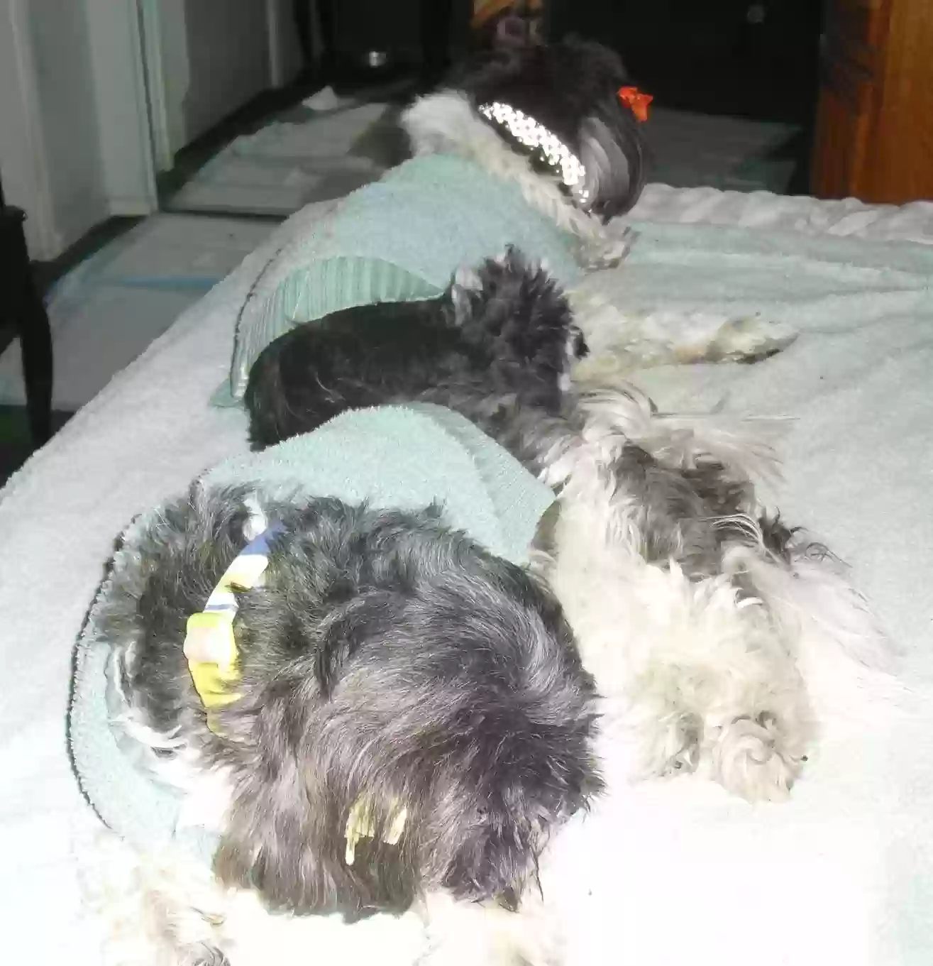 adoptable Dog in Moreno Valley,CA named Yumi and Keiko