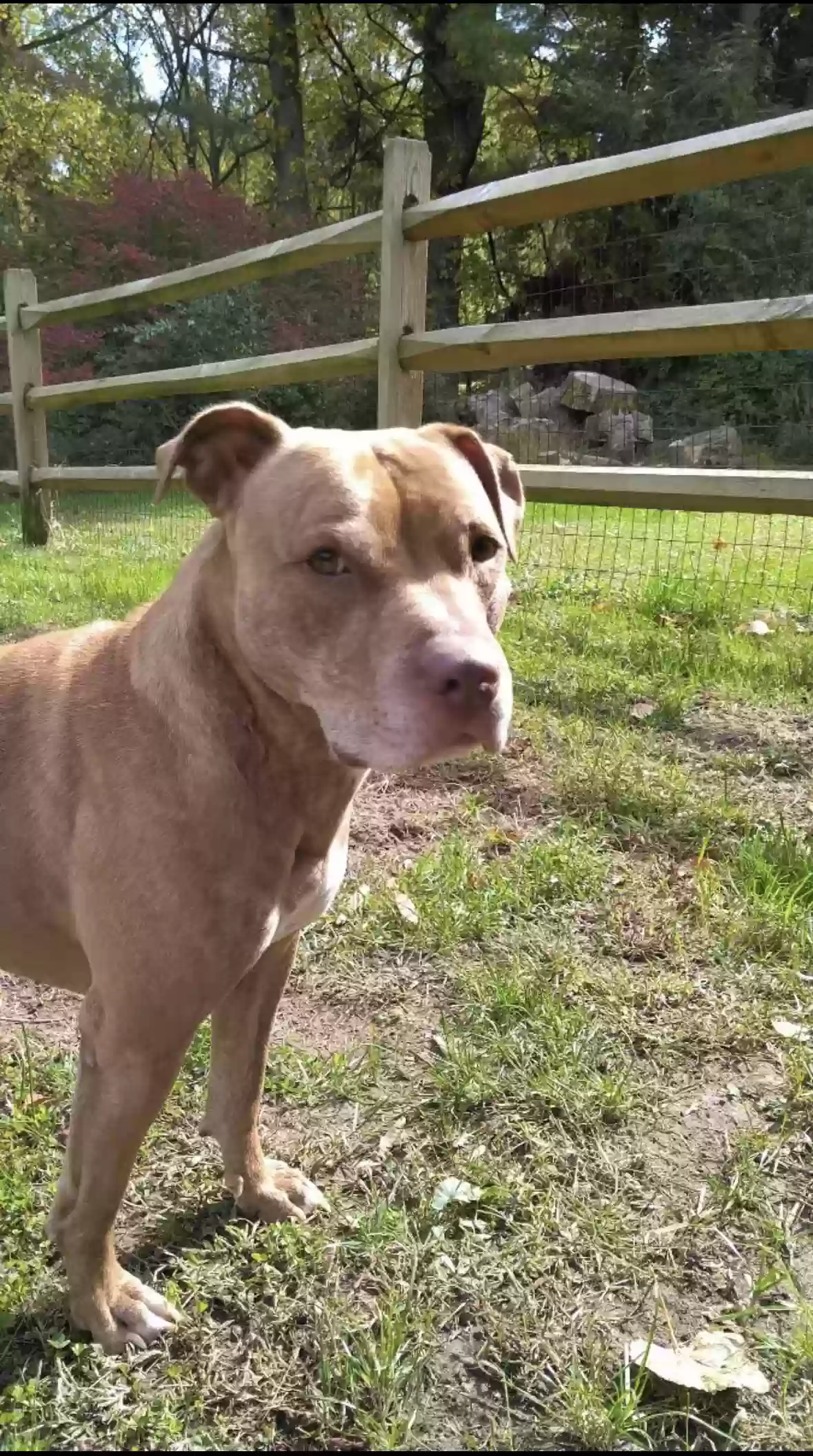 adoptable Dog in Fallston,MD named Pablo