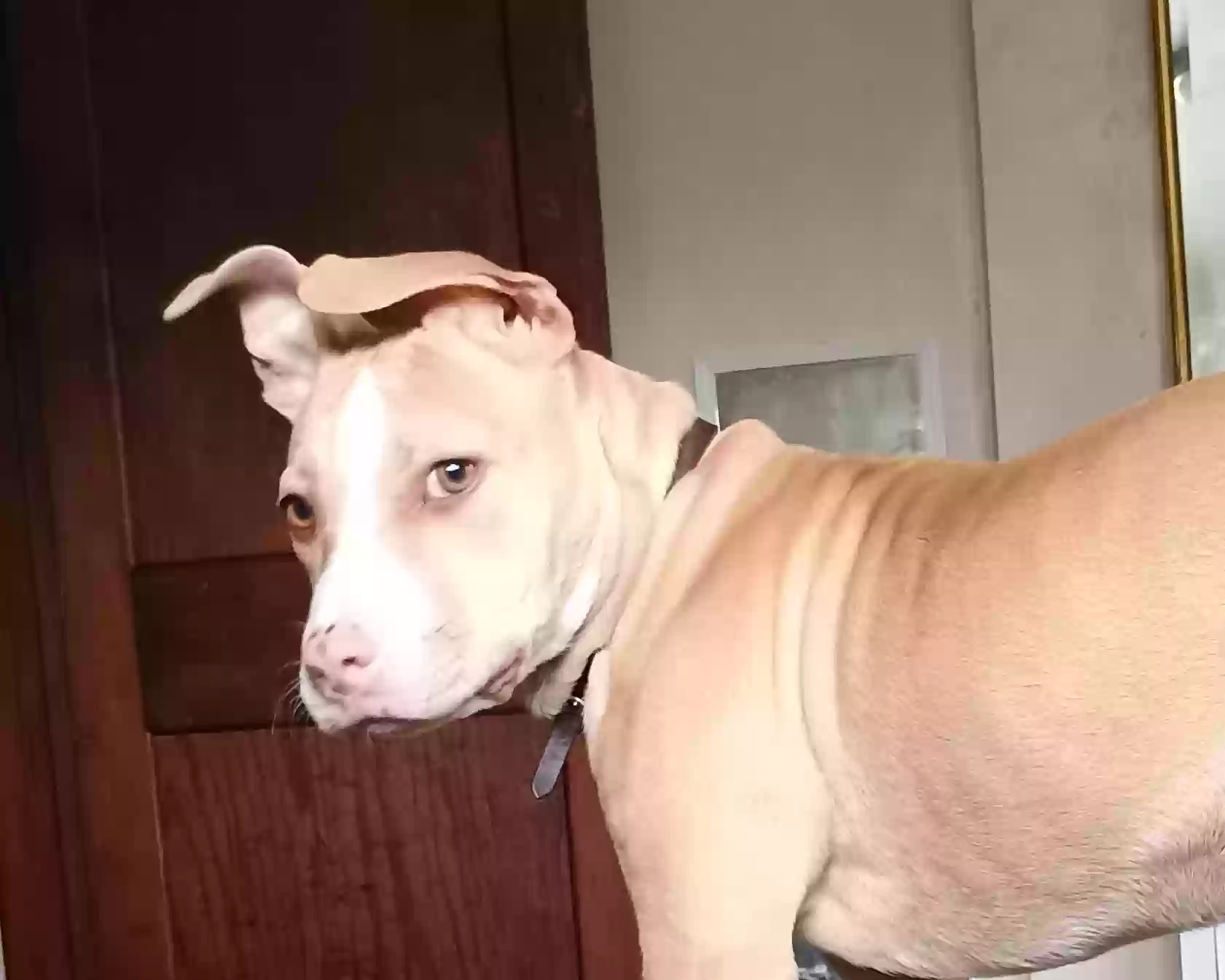 adoptable Dog in Dayton,OH named Sage