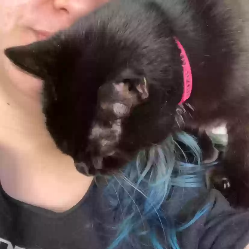 adoptable Cat in Northampton,MA named Lola Pie