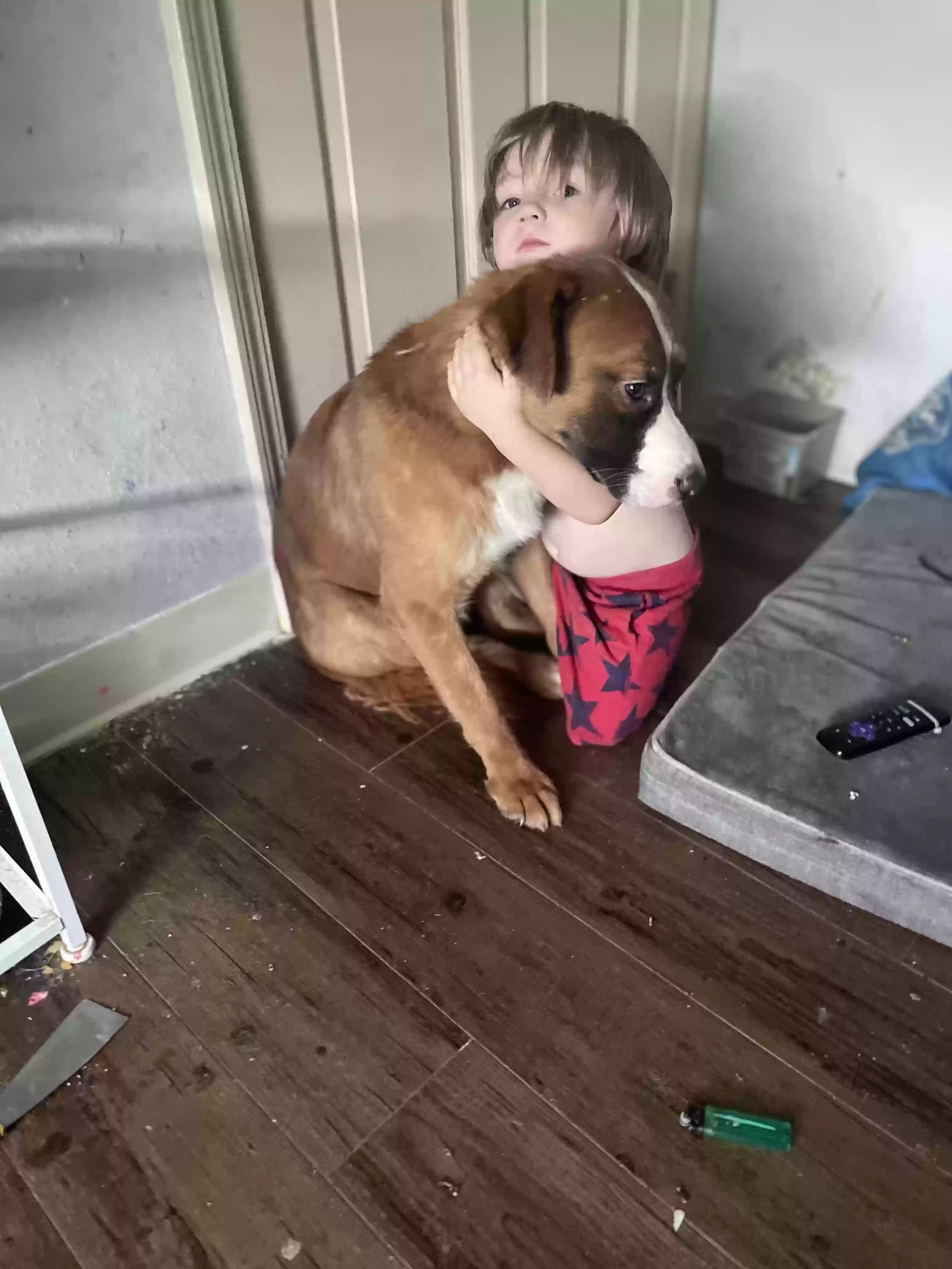 adoptable Dog in Tulsa,OK named Draco