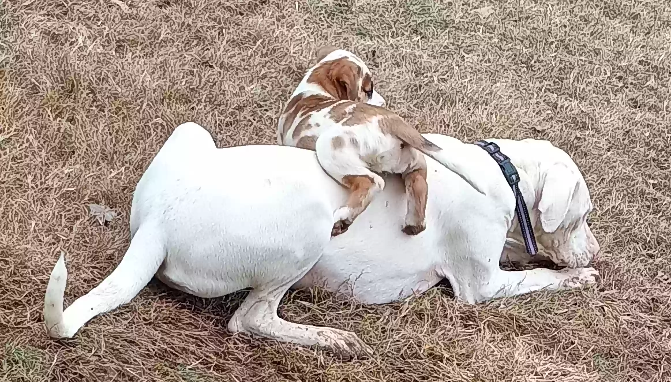 adoptable Dog in Cleburne,TX named Torah Jean