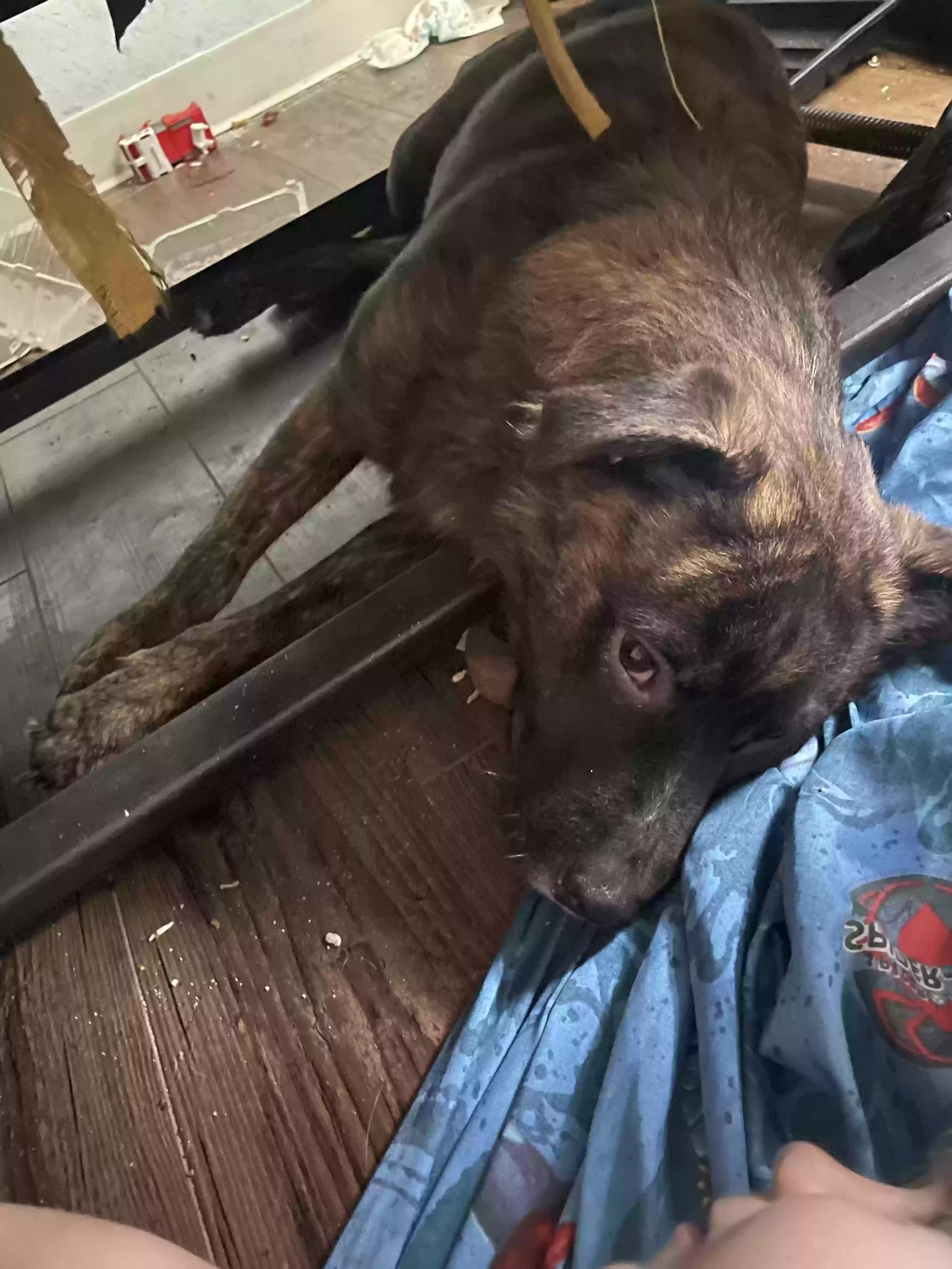 adoptable Dog in Tulsa,OK named Layla