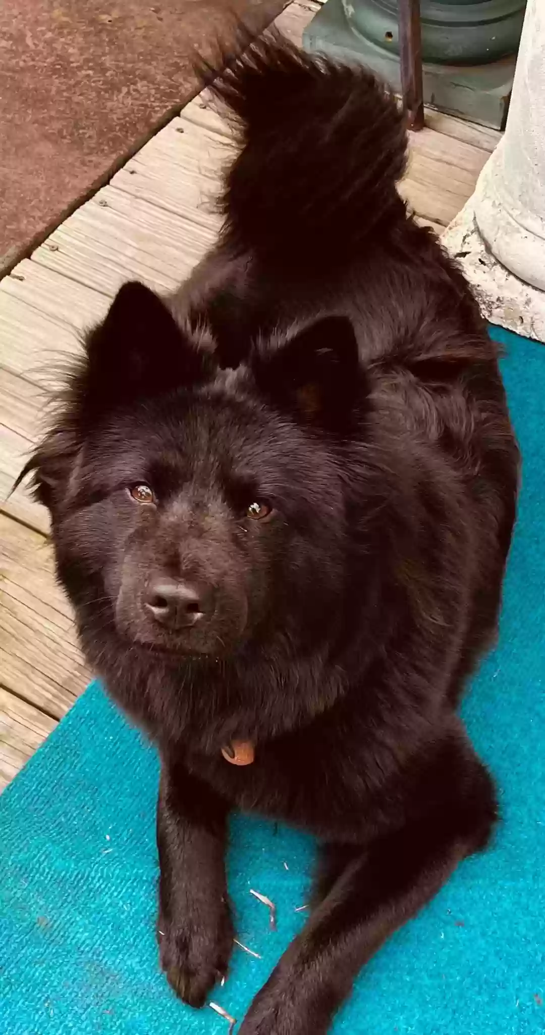 adoptable Dog in Bethlehem,PA named Luna