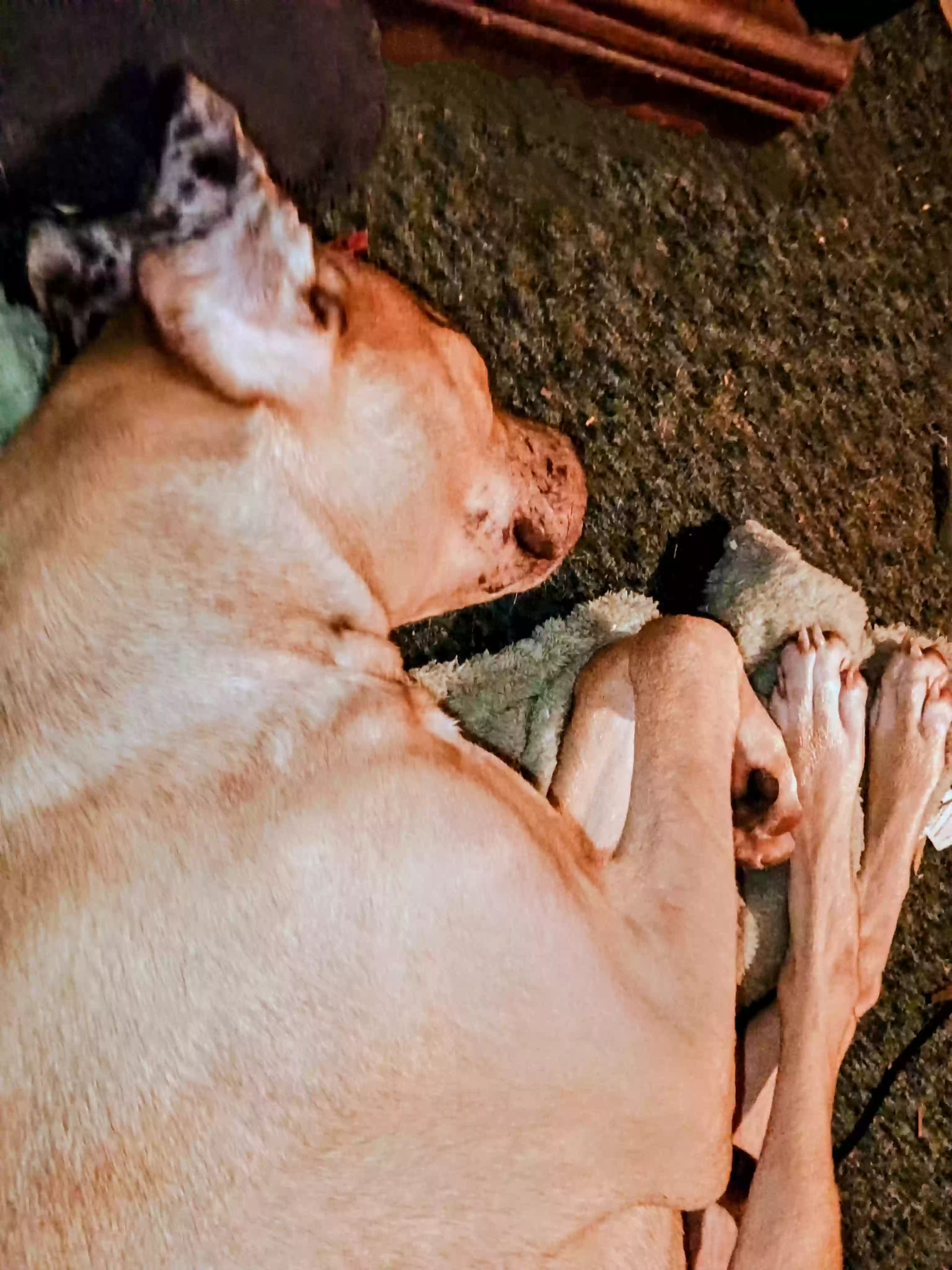 adoptable Dog in Cleburne,TX named Grayson