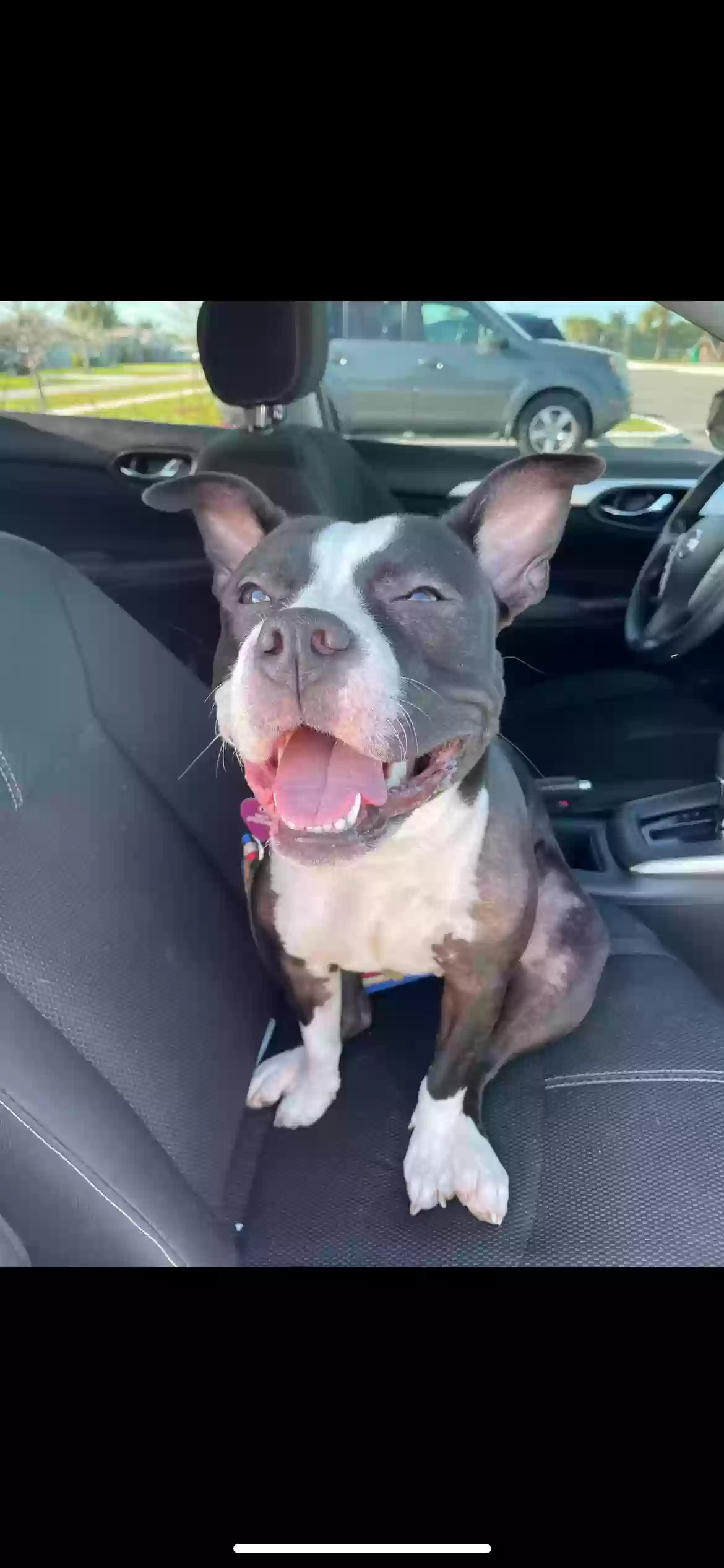 adoptable Dog in Port Saint Lucie,FL named Bailey
