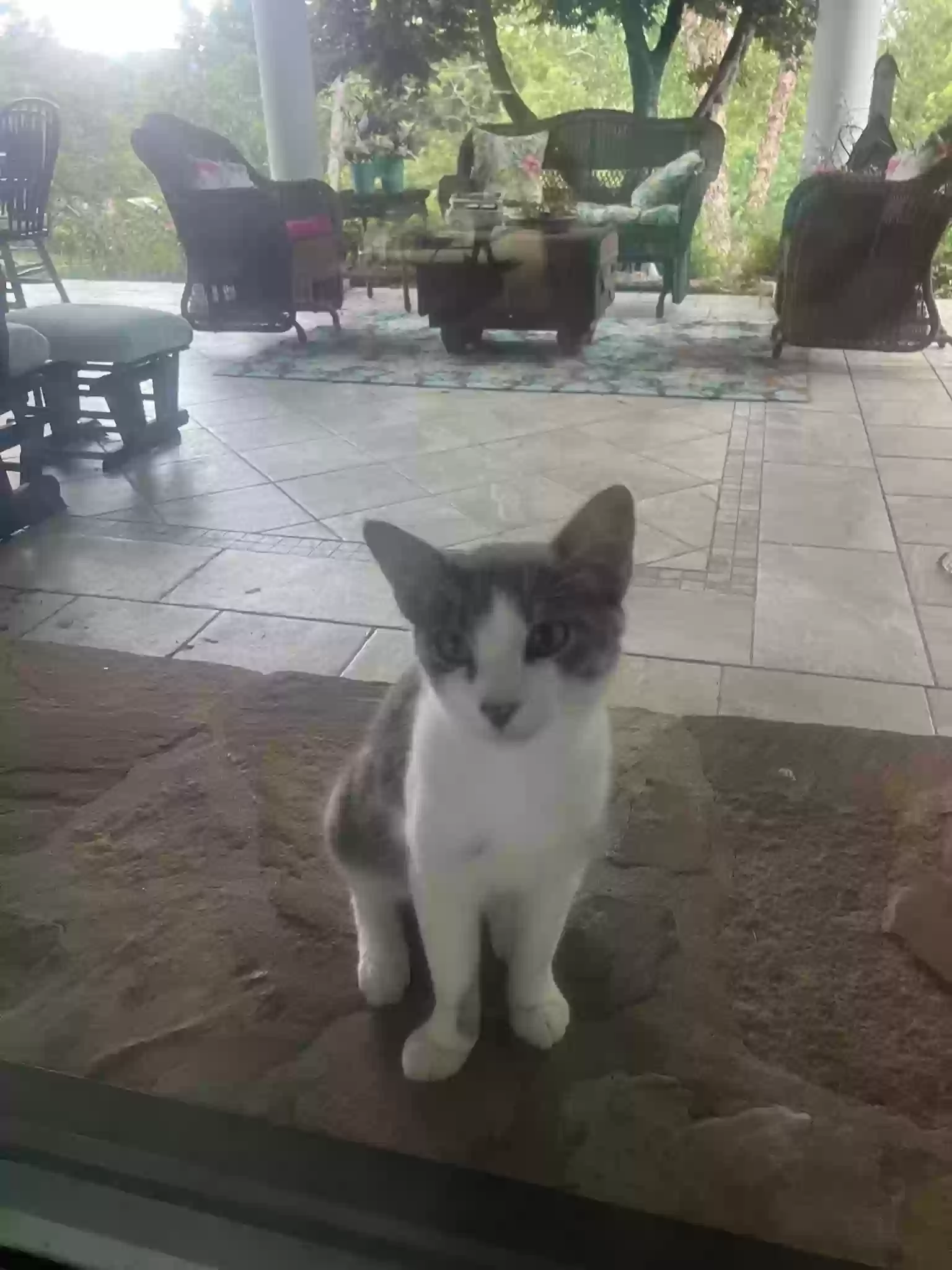 adoptable Cat in Pearcy,AR named Patches