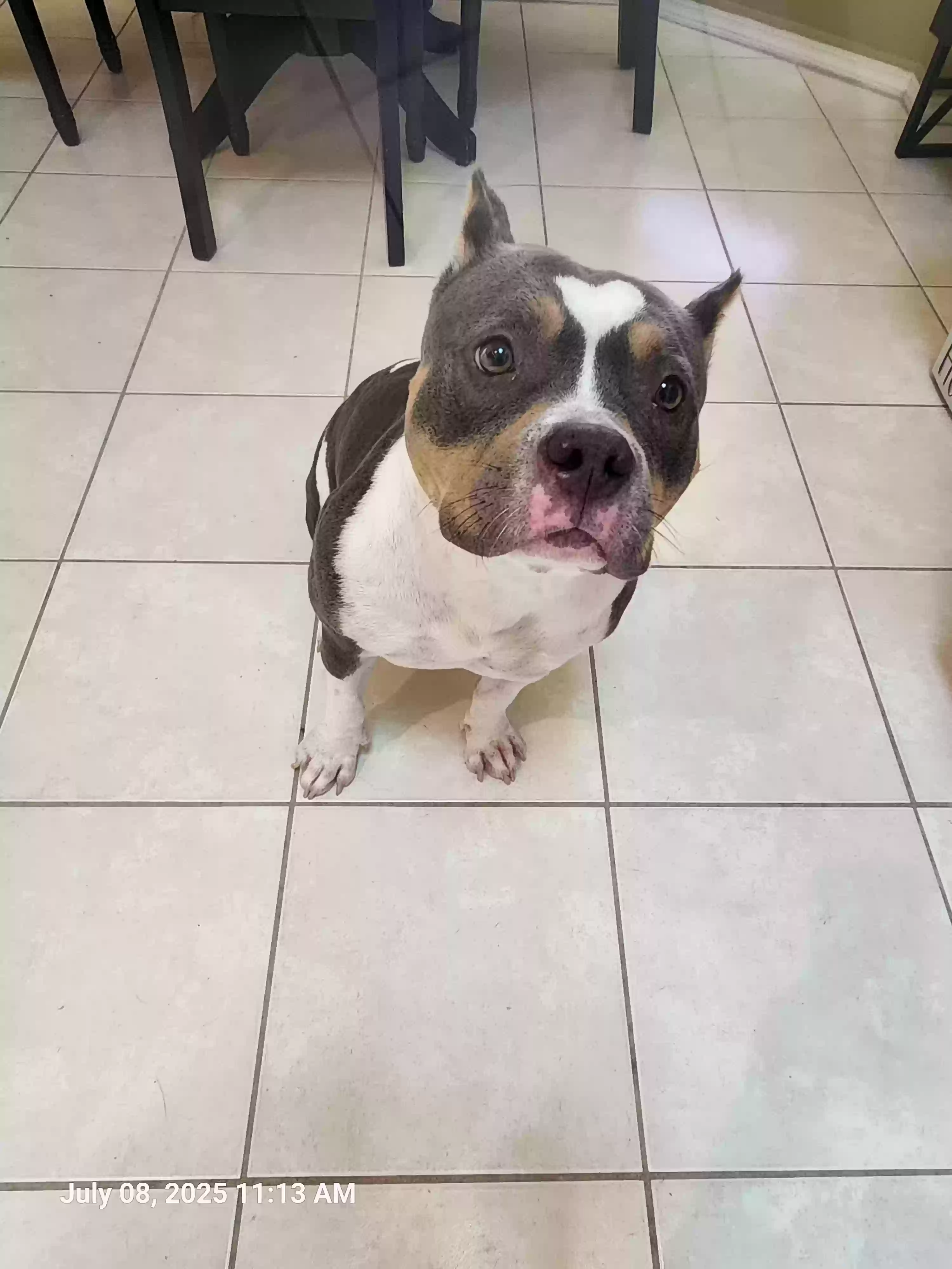 adoptable Dog in Port Saint Lucie,FL named Nova
