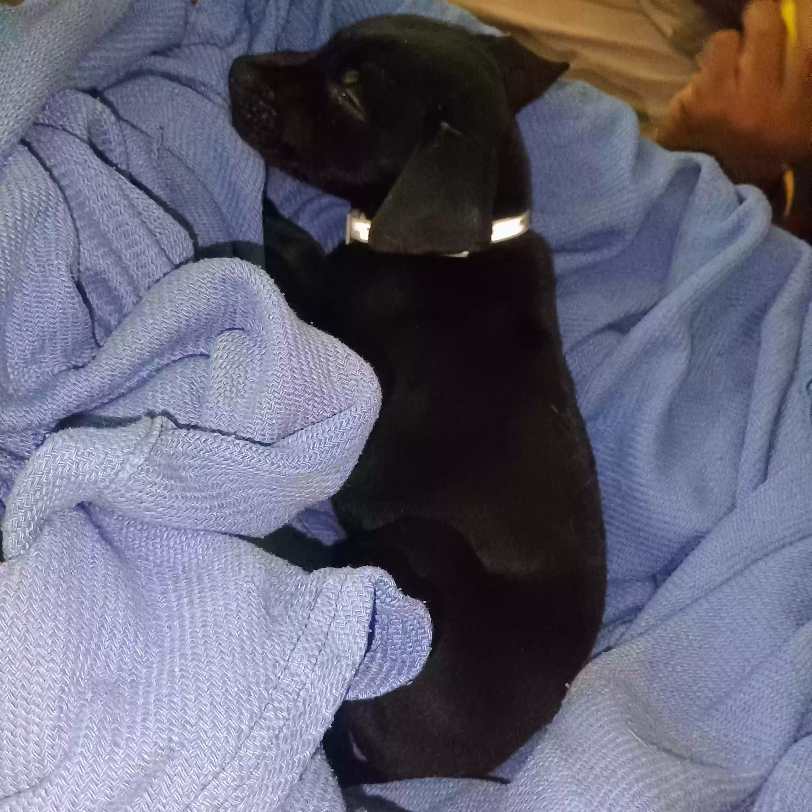 adoptable Dog in Cleburne,TX named