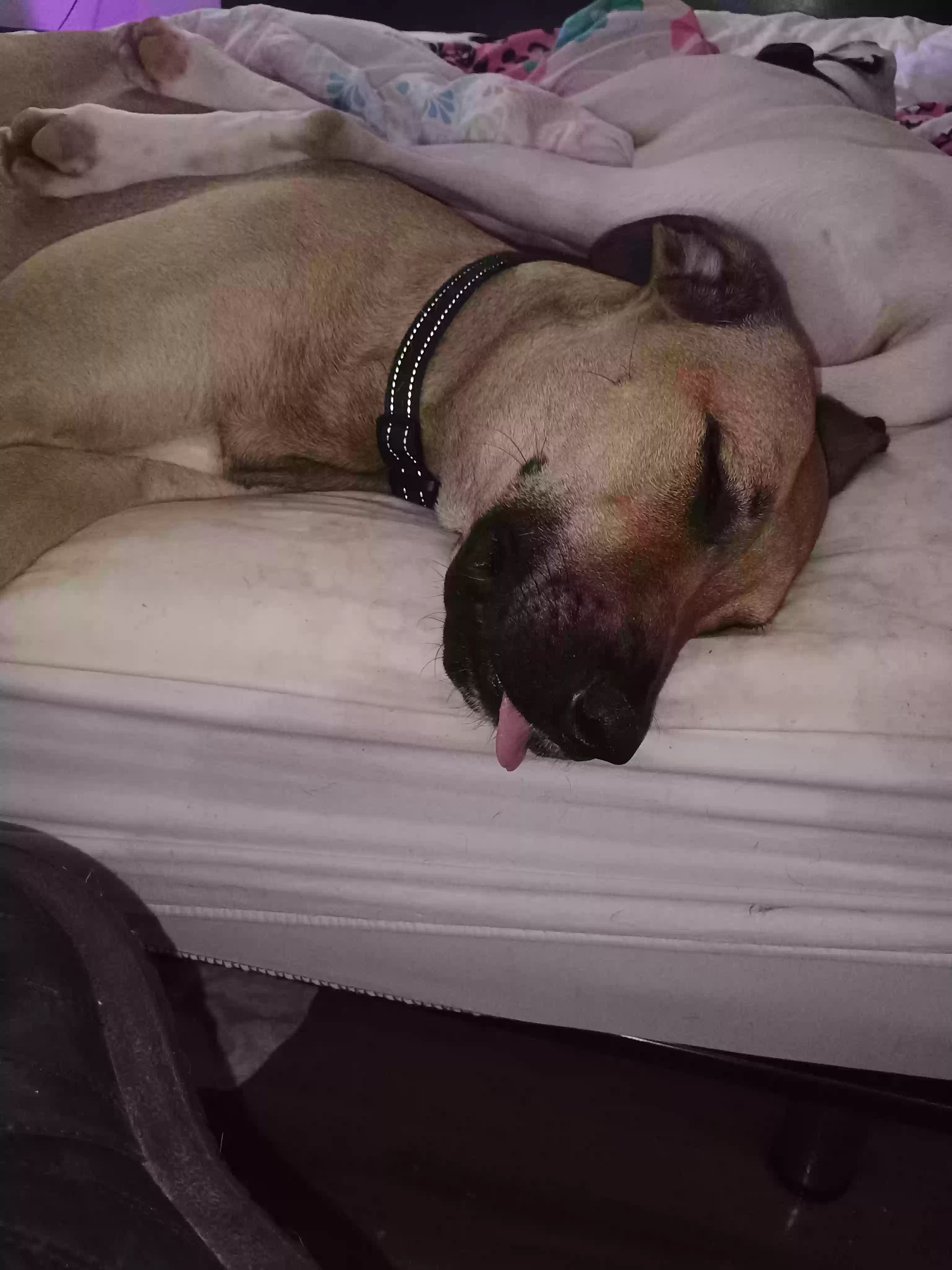 adoptable Dog in Cleburne,TX named Wolf