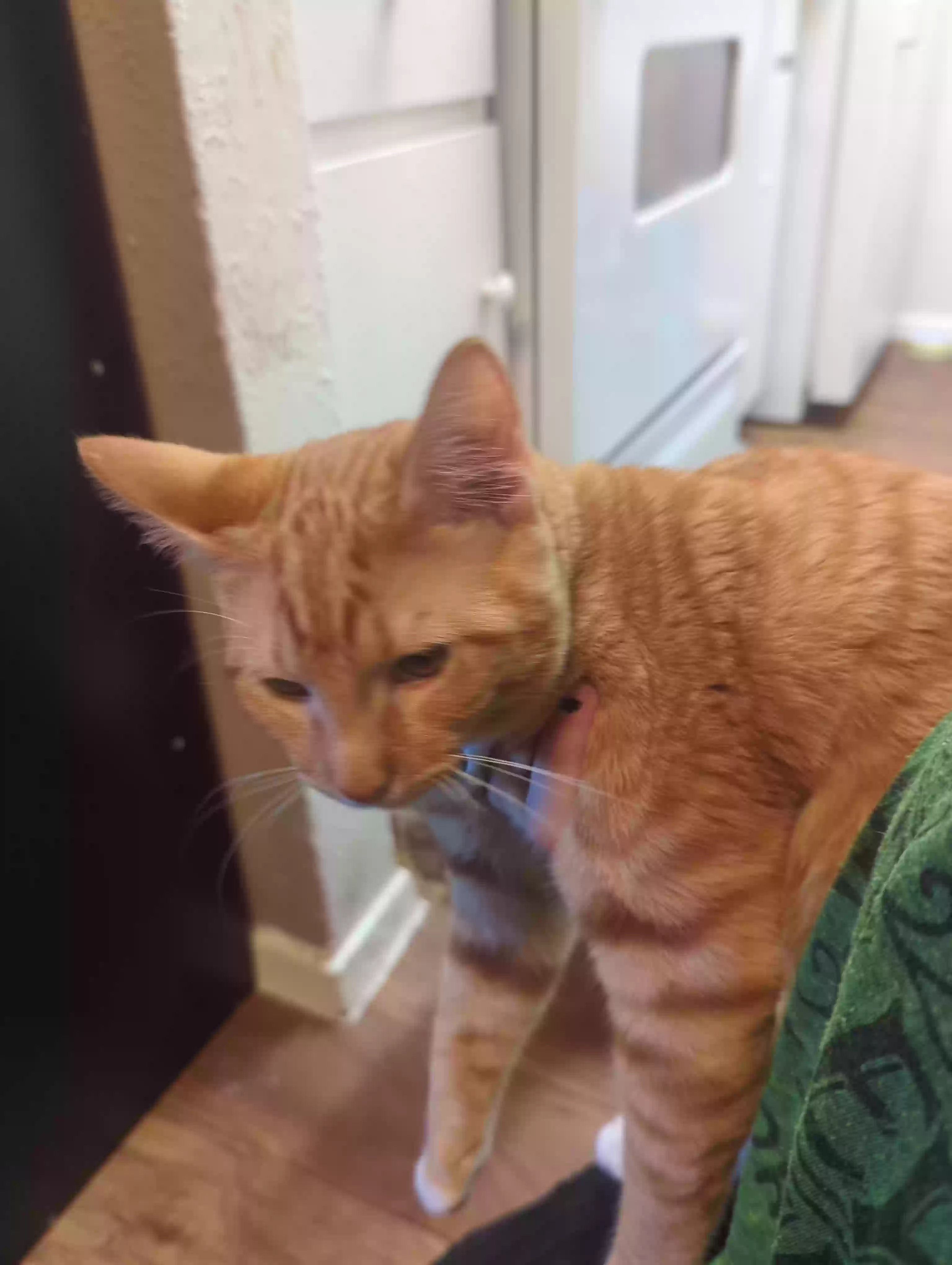 adoptable Cat in Mesquite,TX named Chicken nugget