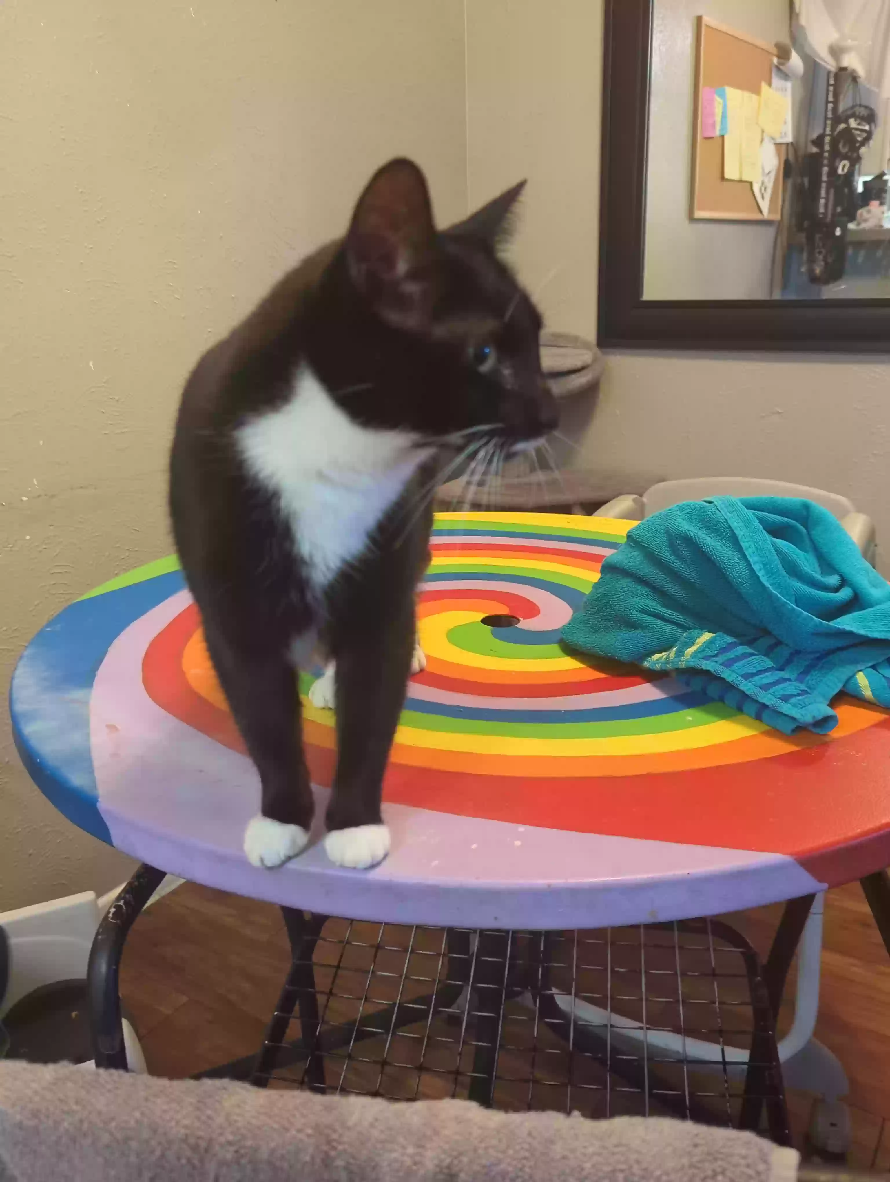 adoptable Cat in Mesquite,TX named Mittens