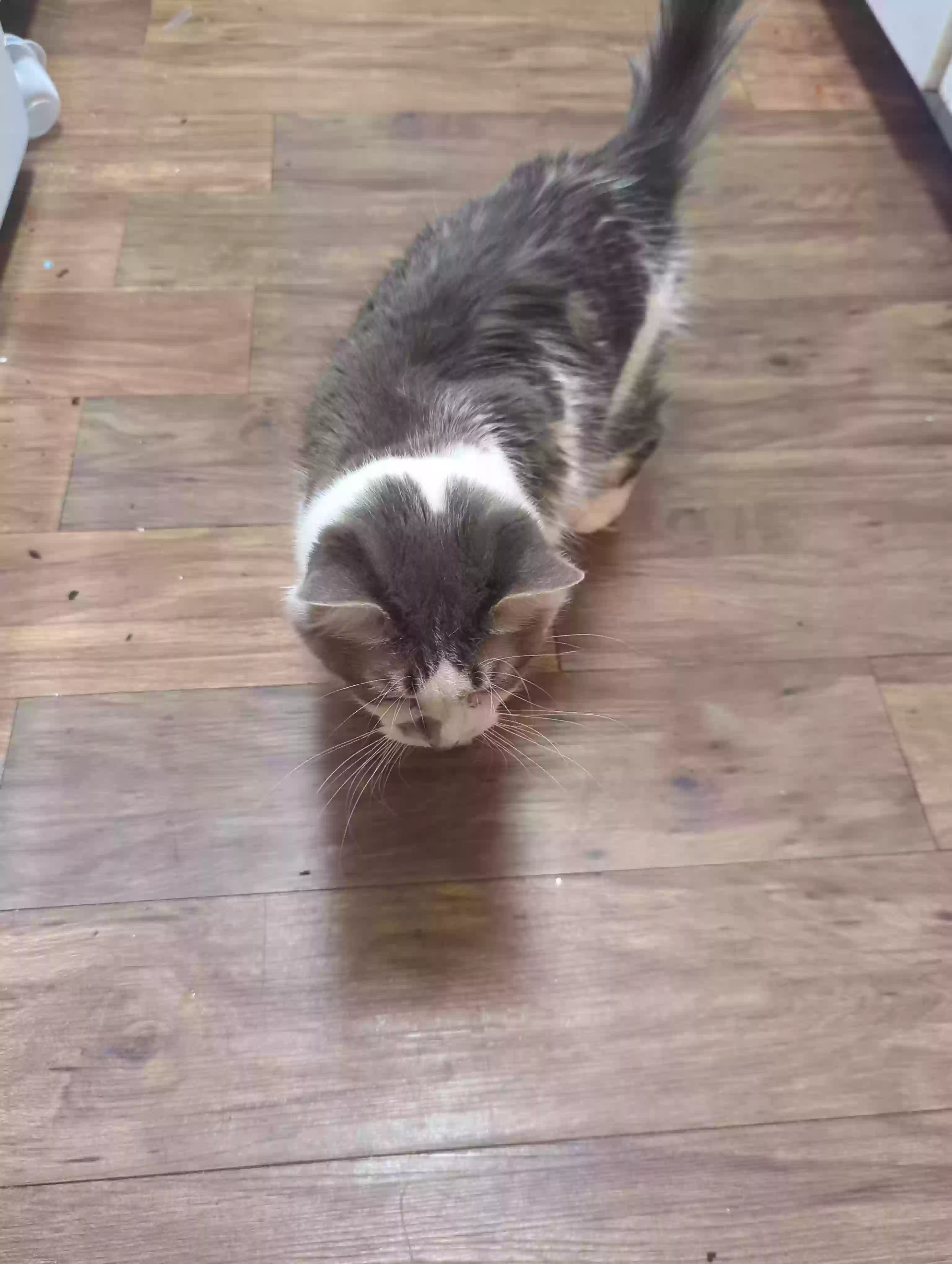 adoptable Cat in Mesquite,TX named Pollie