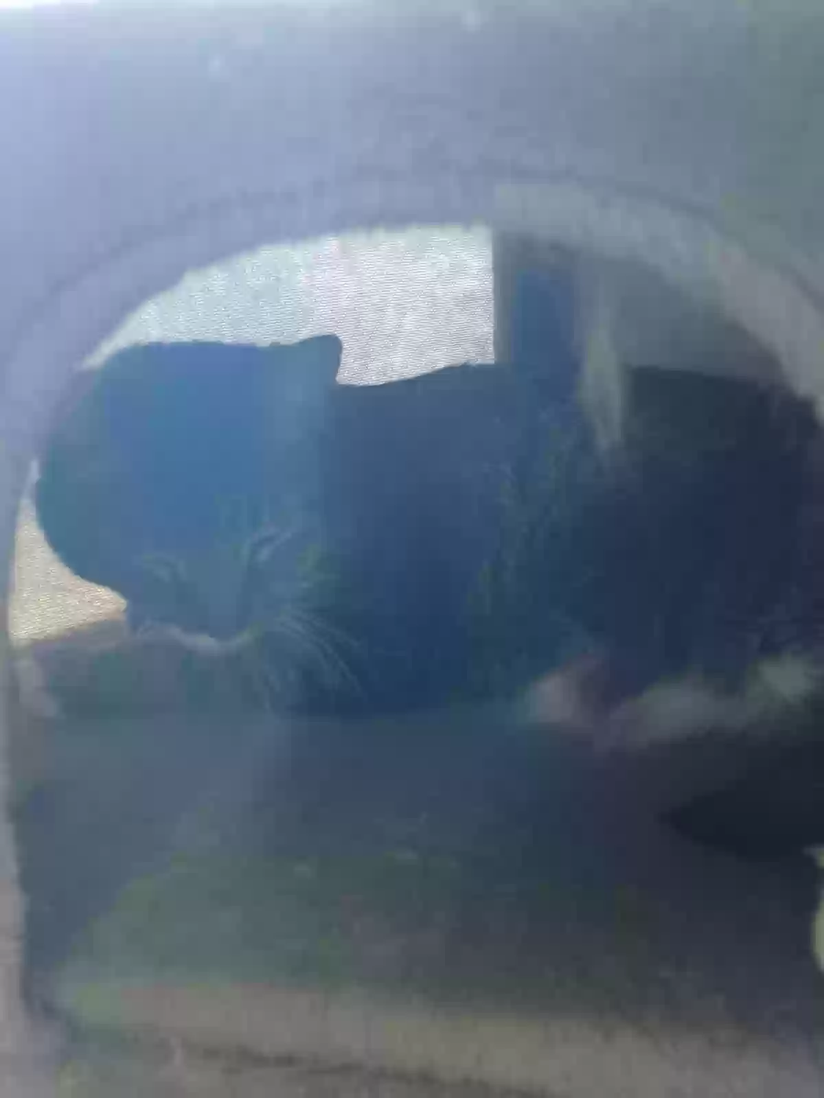 adoptable Cat in Bartlesville,OK named Lil Man