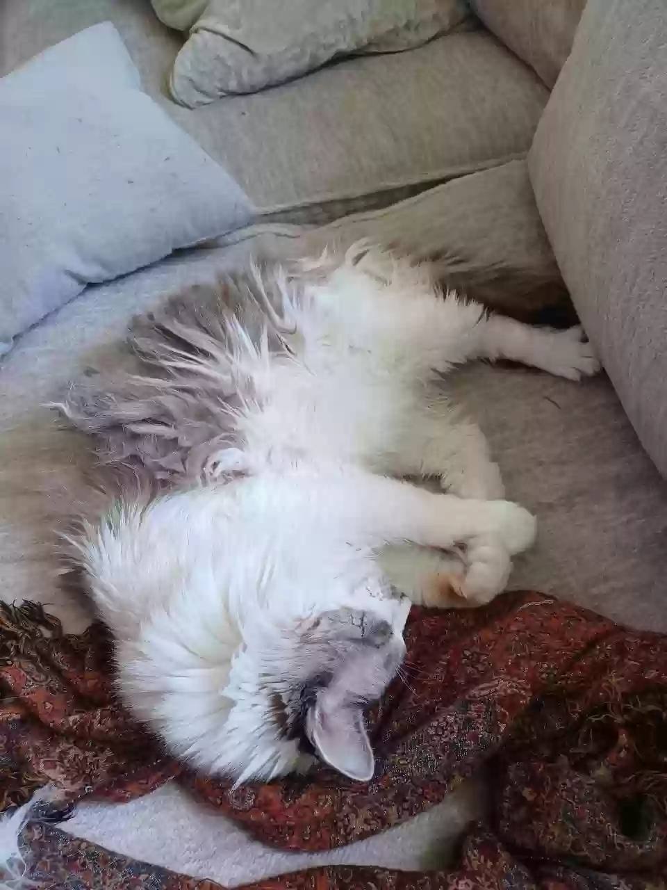 adoptable Cat in Bartlesville,OK named Mr. B
