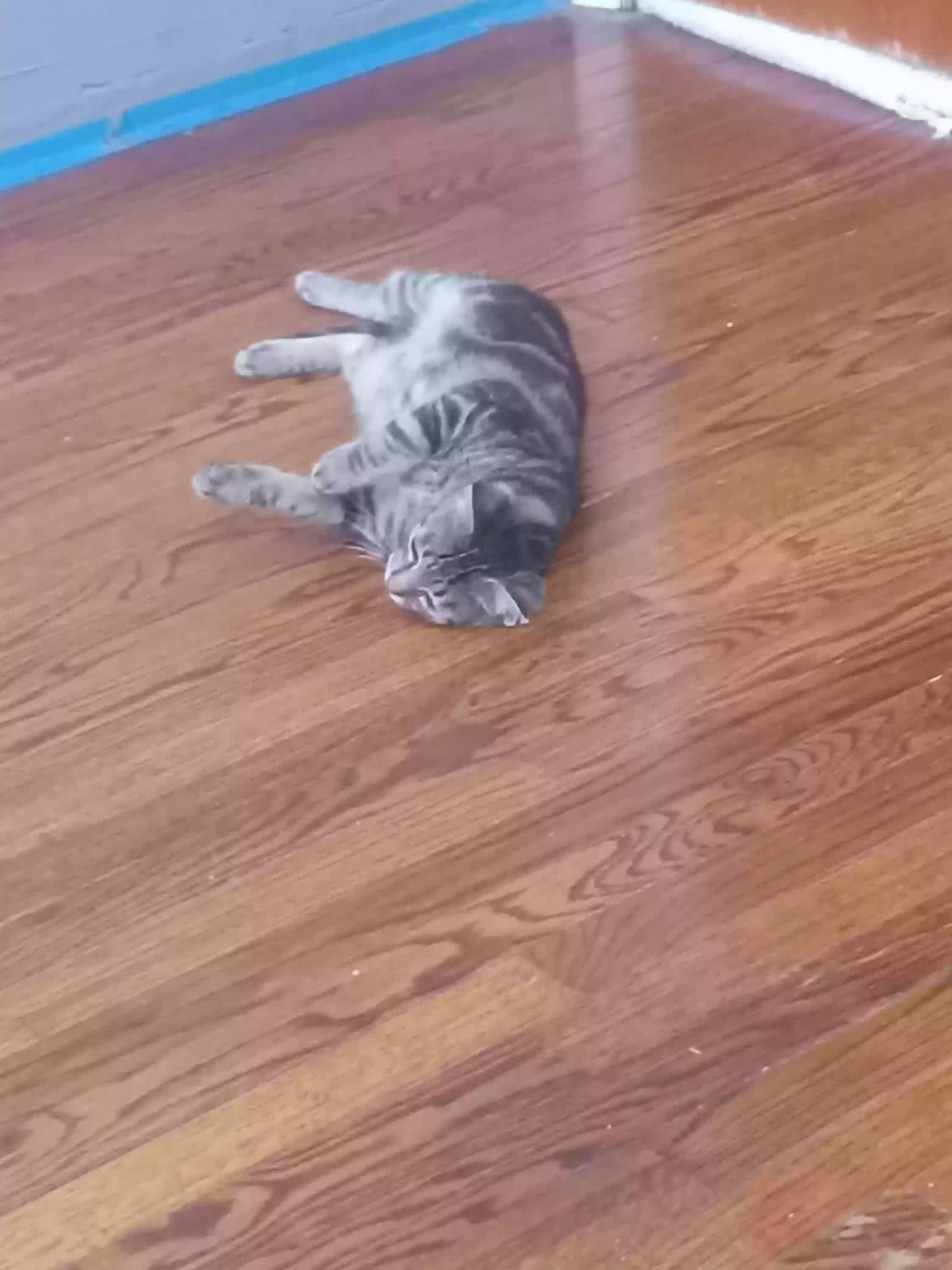 adoptable Cat in Southfield,MI named Bowie