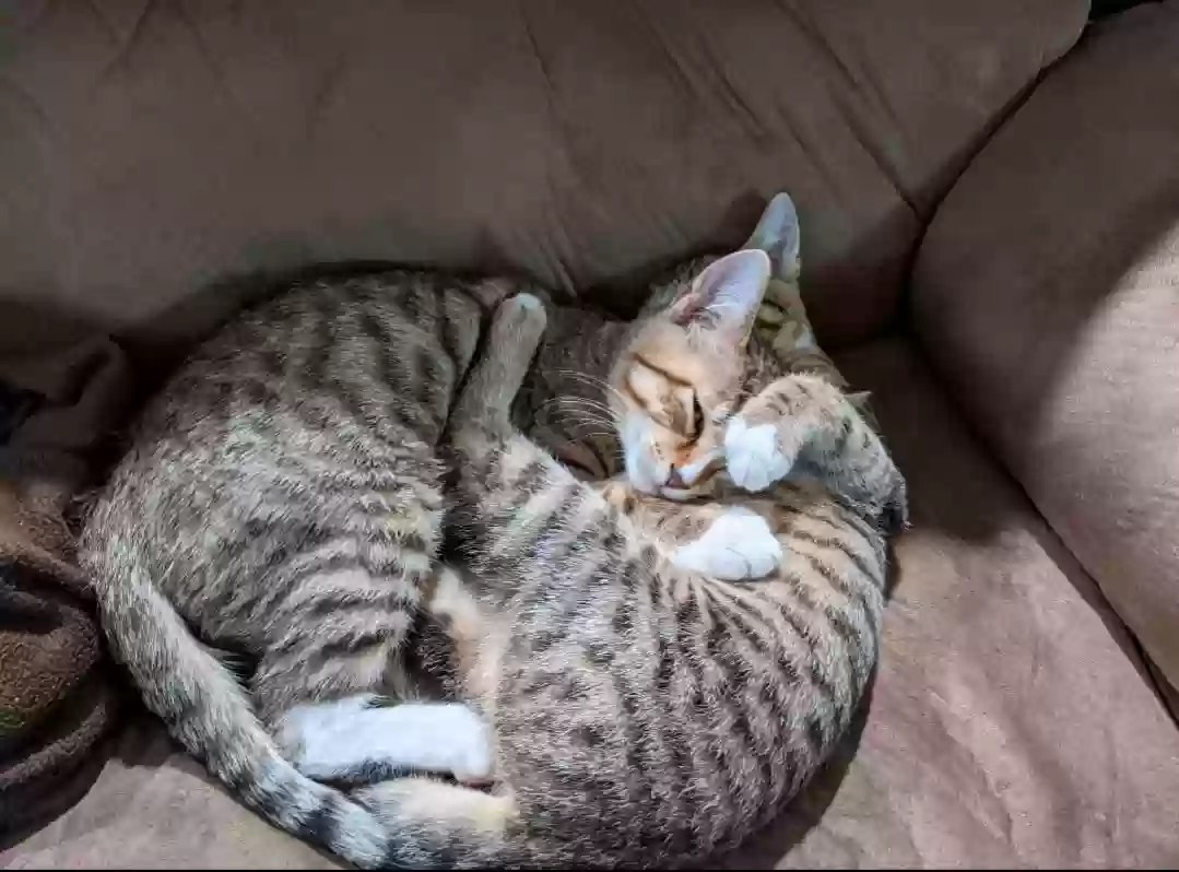 adoptable Cat in Cincinnati,OH named Chip (boy) Nala (girl) - bonded pair, must stay together
