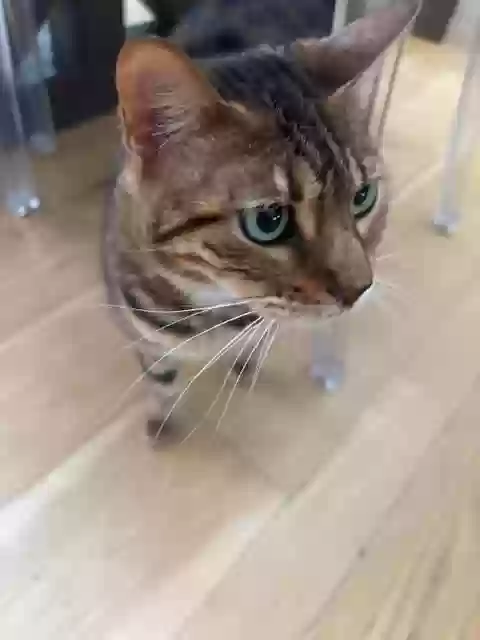 adoptable Cat in Fairfield,CT named Rosie