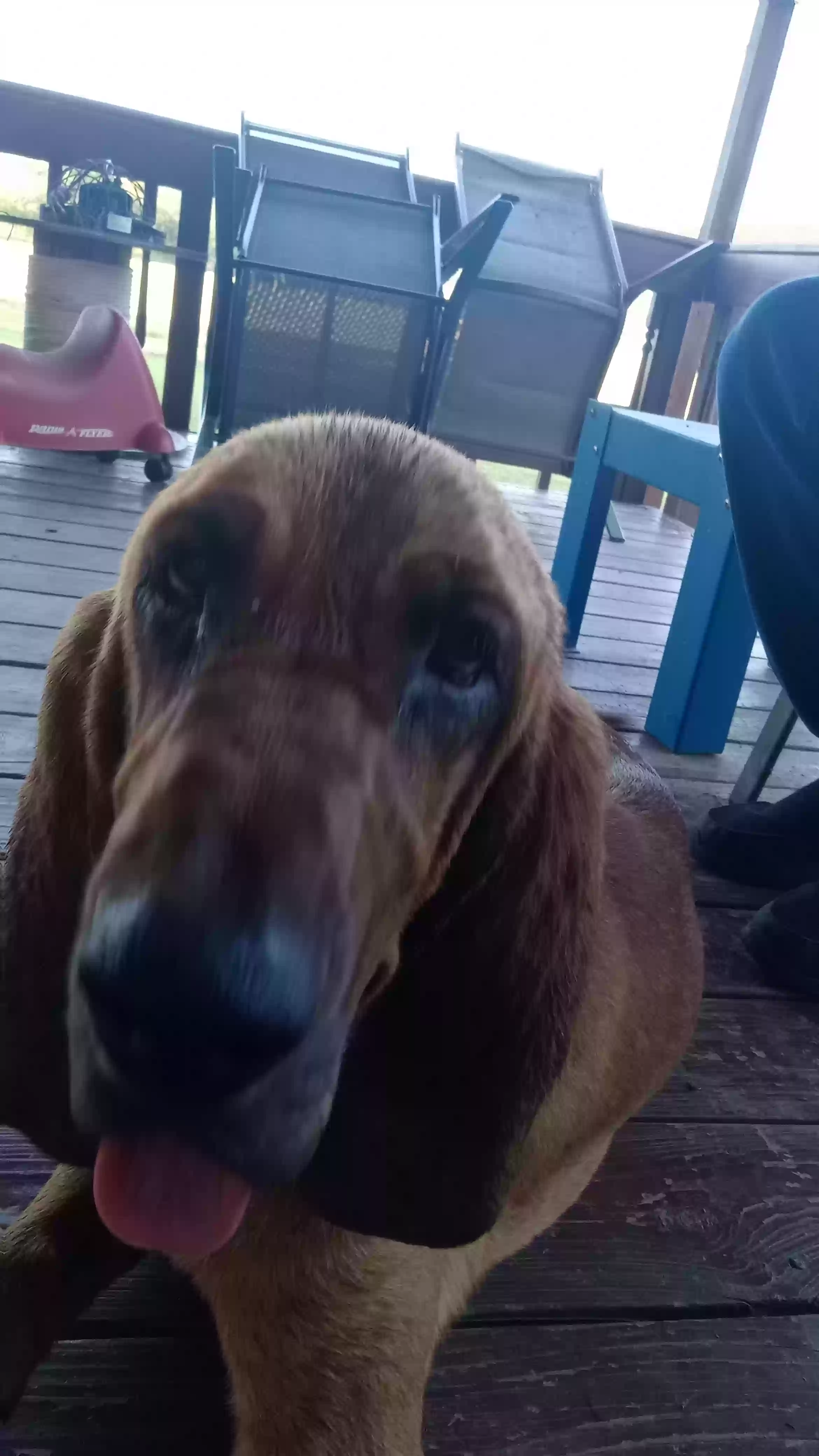 adoptable Dog in Danville,AR named Lulu