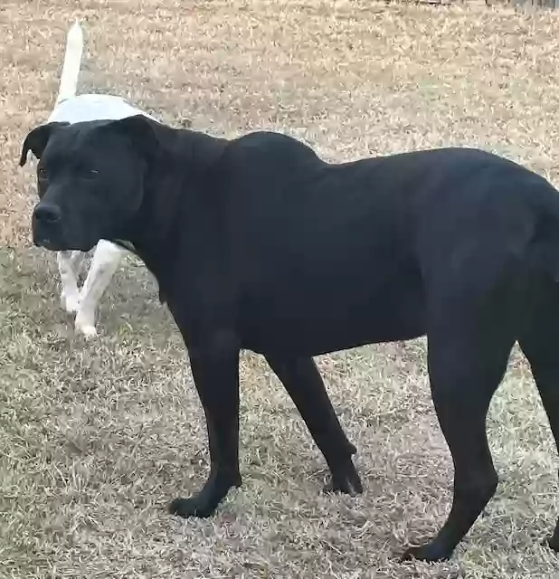 adoptable Dog in Edmond,OK named Izzy