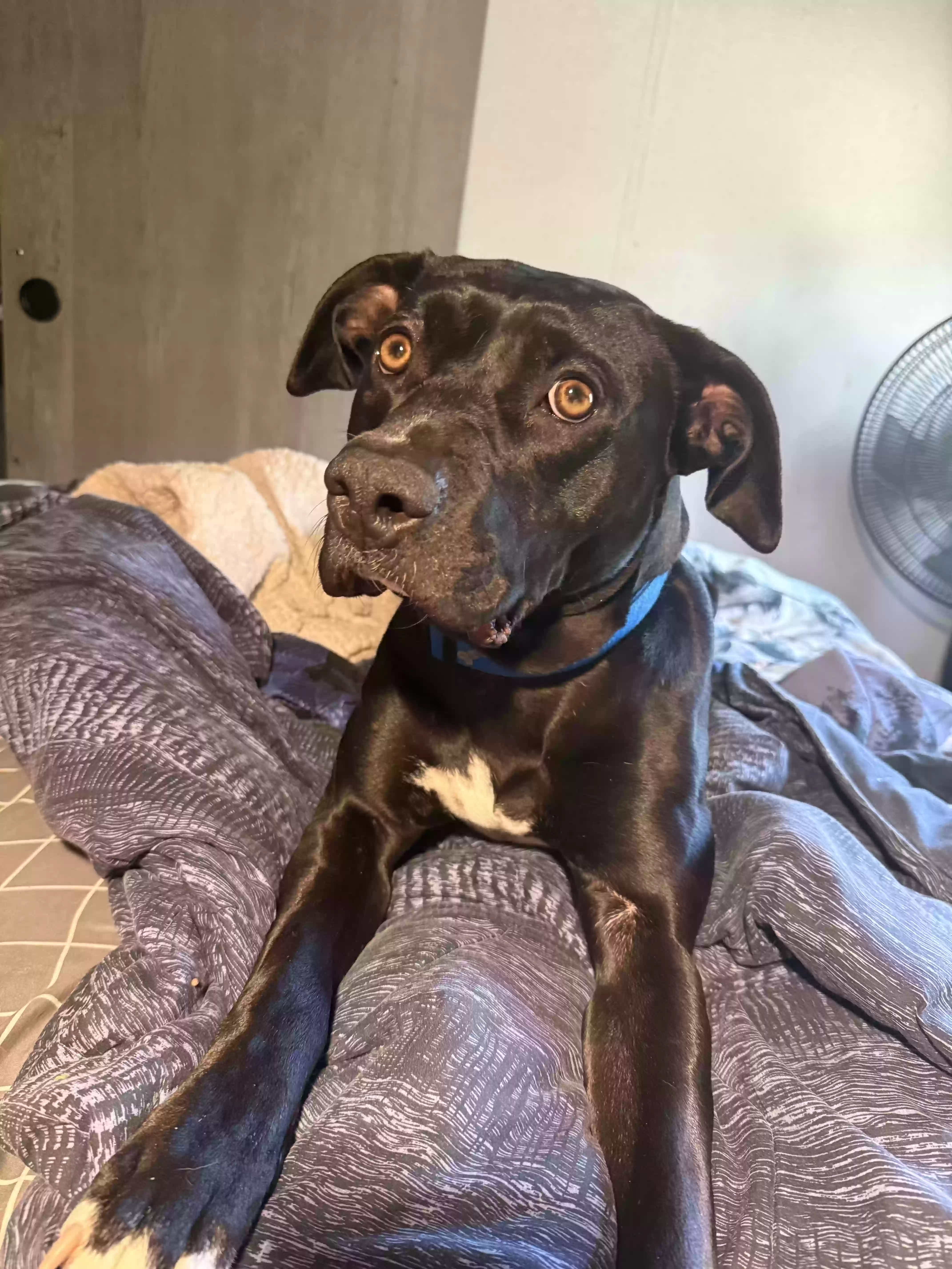 adoptable Dog in Camp Verde,AZ named Coco