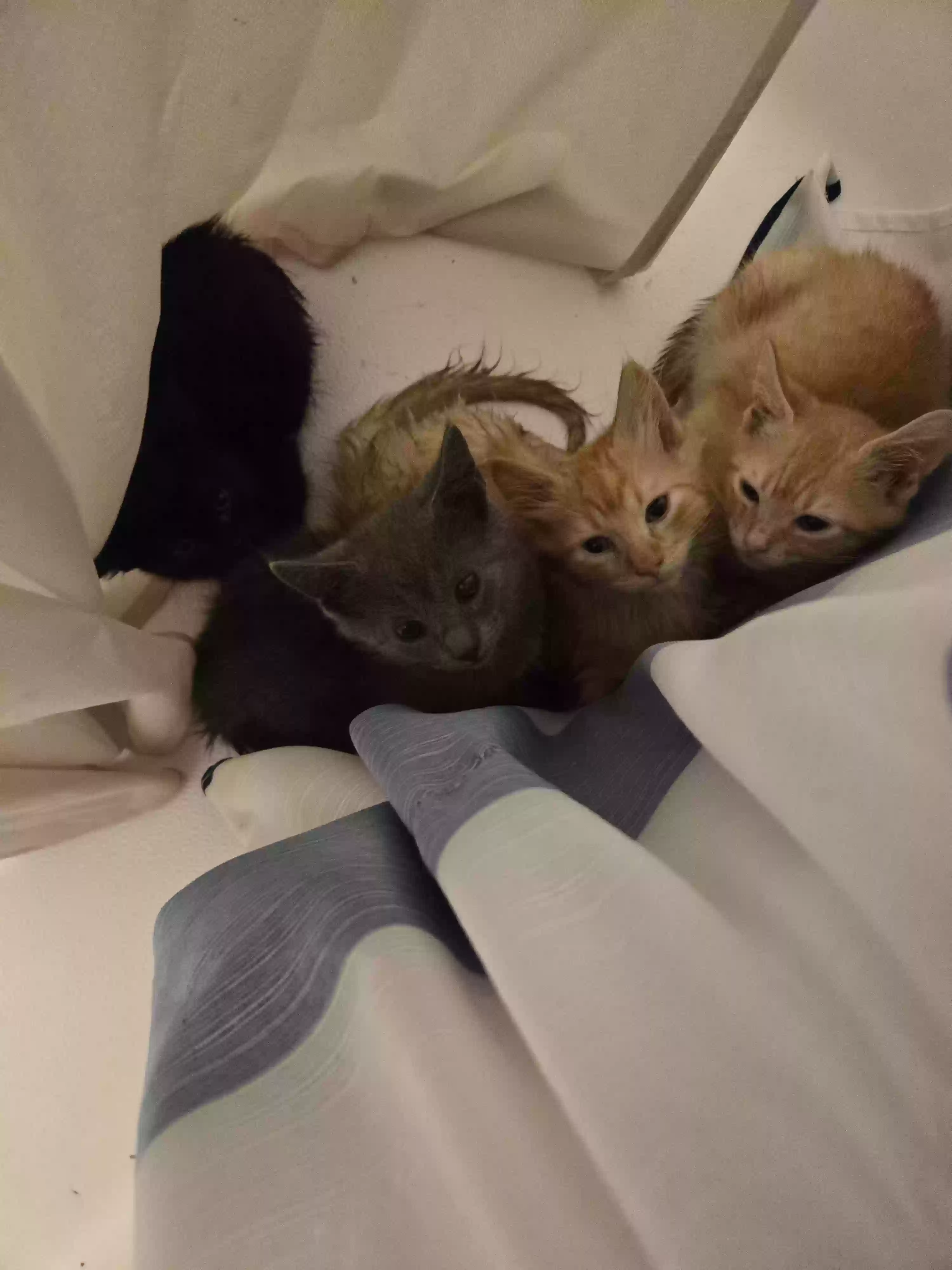adoptable Cat in Alexandria,AL named Na