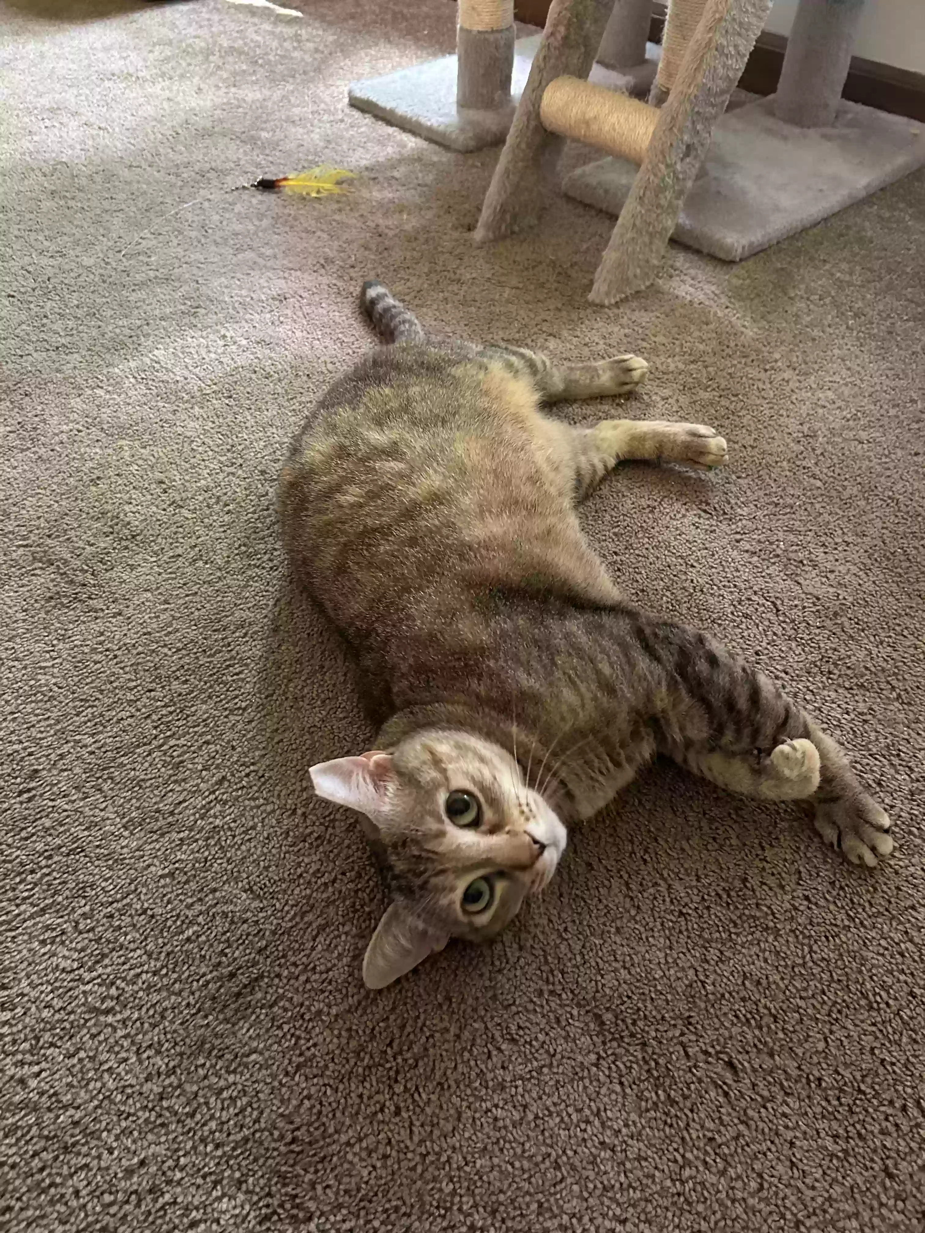 adoptable Cat in Lilburn,GA named Lemon