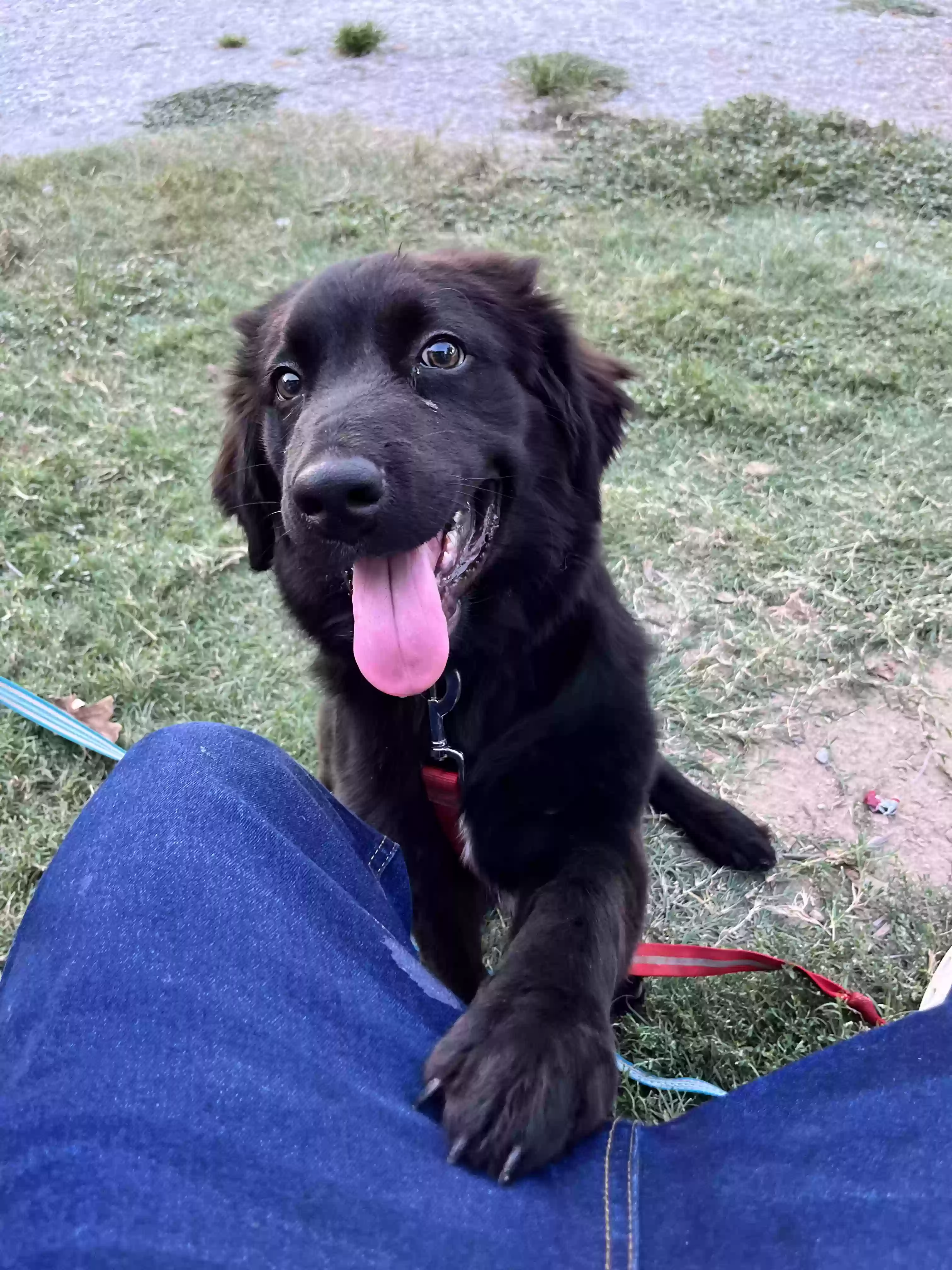 adoptable Dog in Waco,TX named Winston
