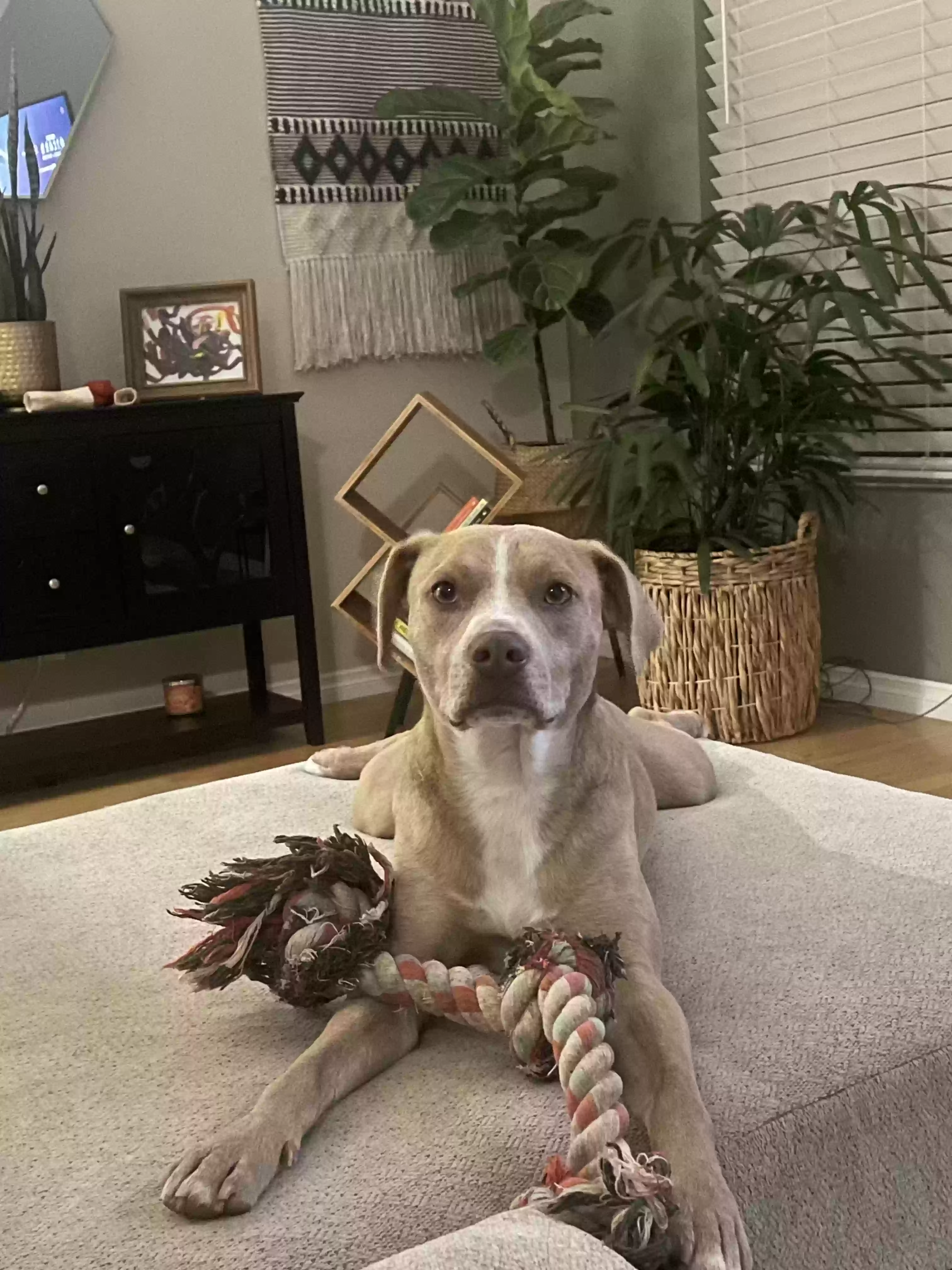 adoptable Dog in Long Beach,CA named Kismet
