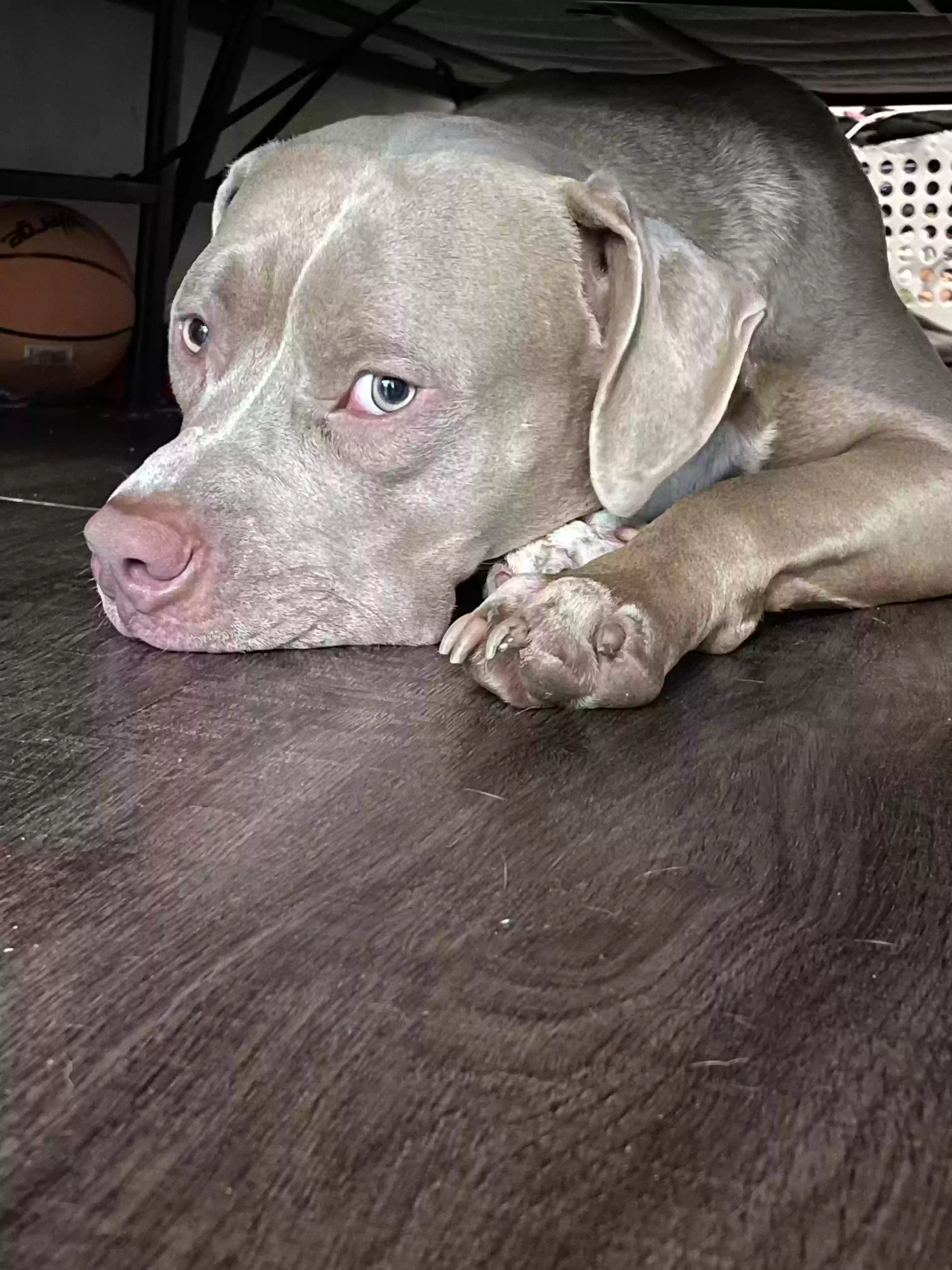 adoptable Dog in Cincinnati,OH named Aries and Zeus