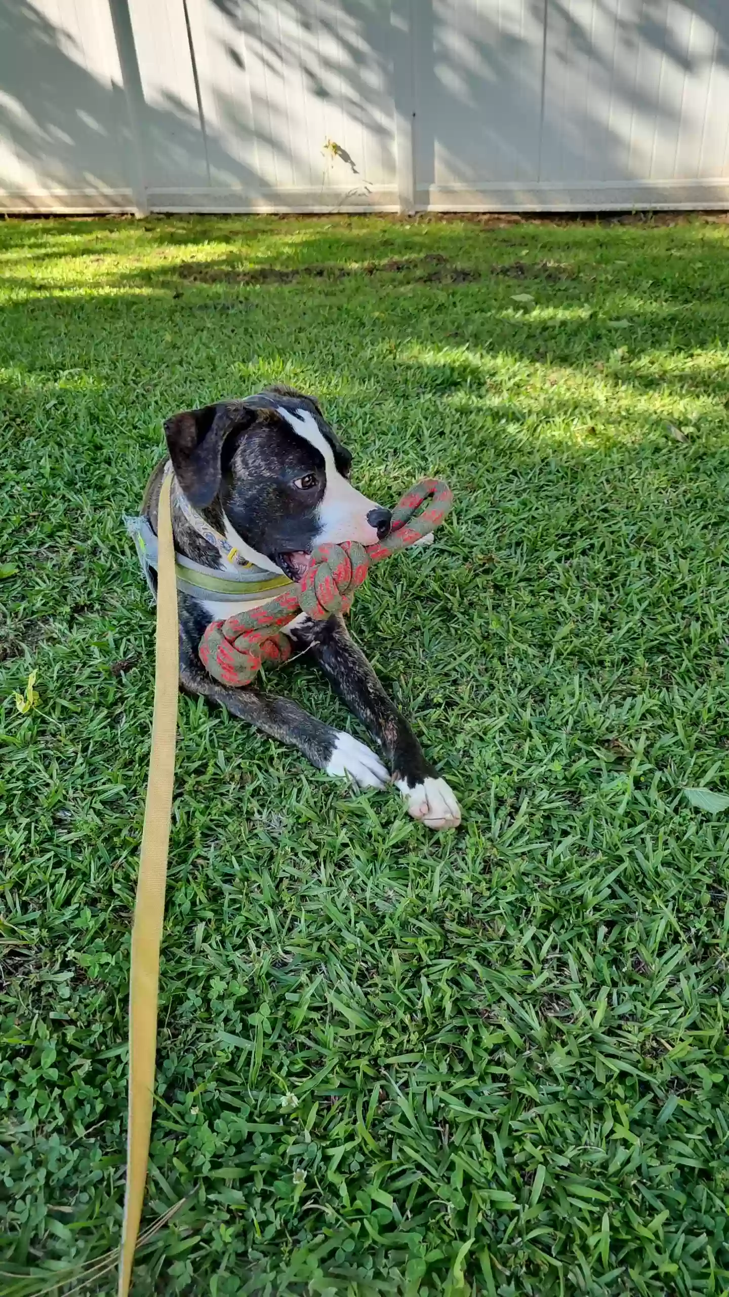 adoptable Dog in Apex,NC named Maya