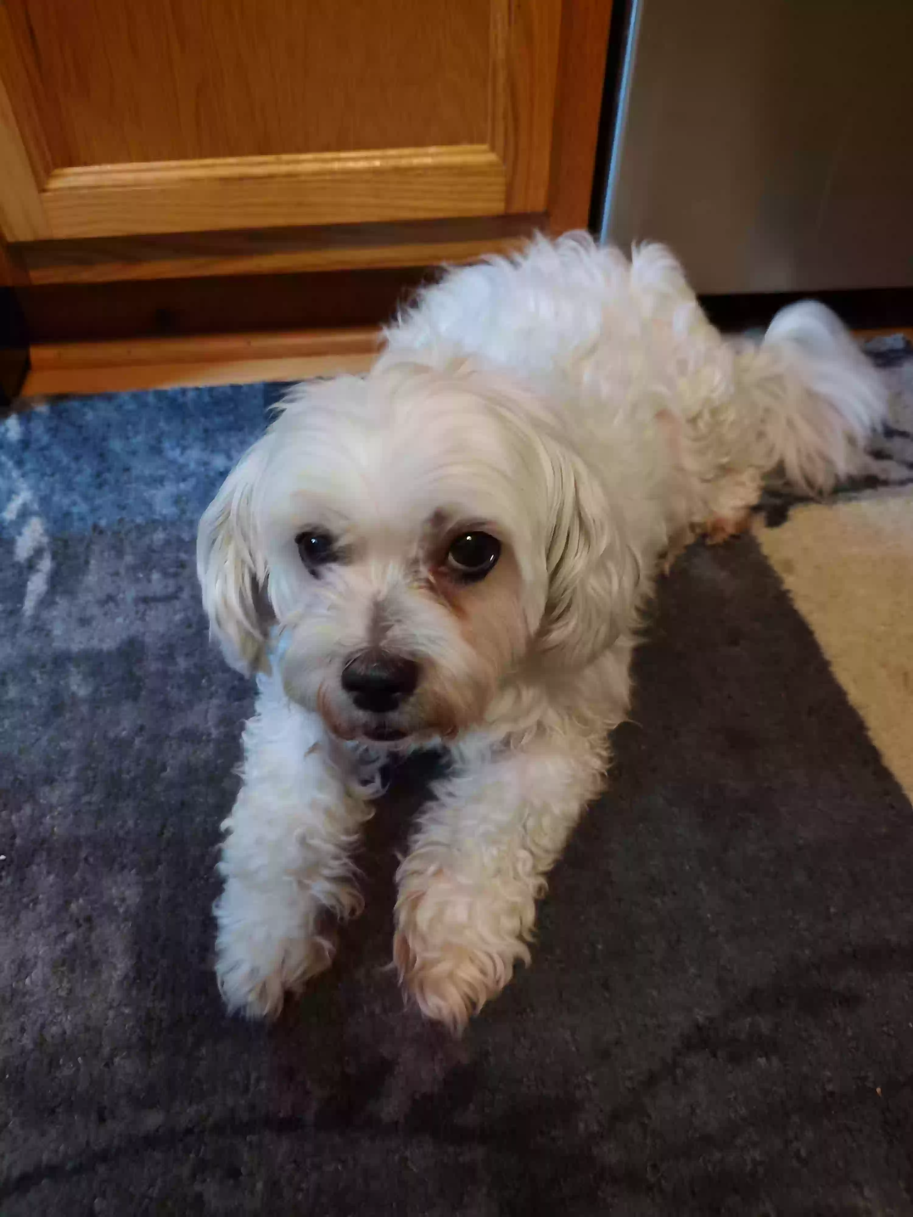 adoptable Dog in Lenoir City,TN named Sophia