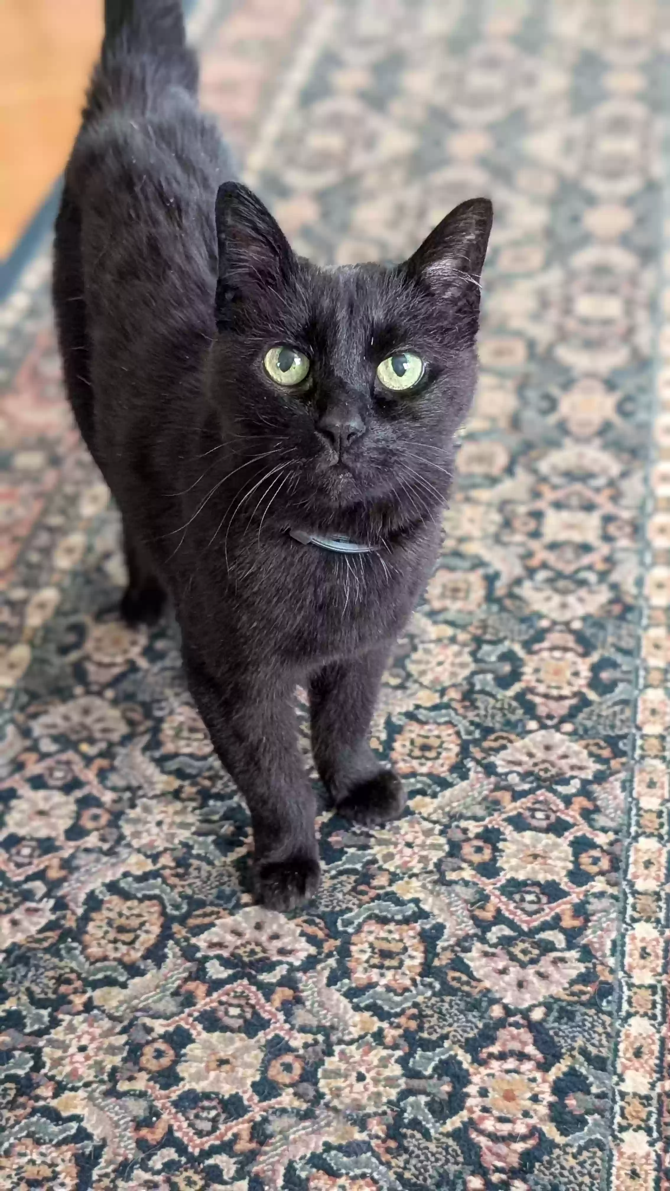 adoptable Cat in Bellingham,WA named Patty
