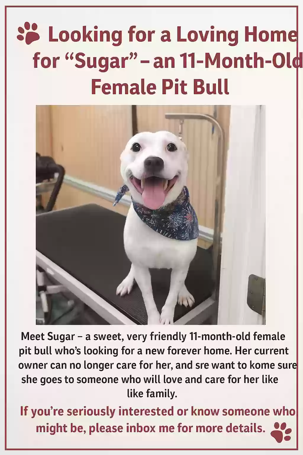adoptable Dog in Byram,MS named Sugar