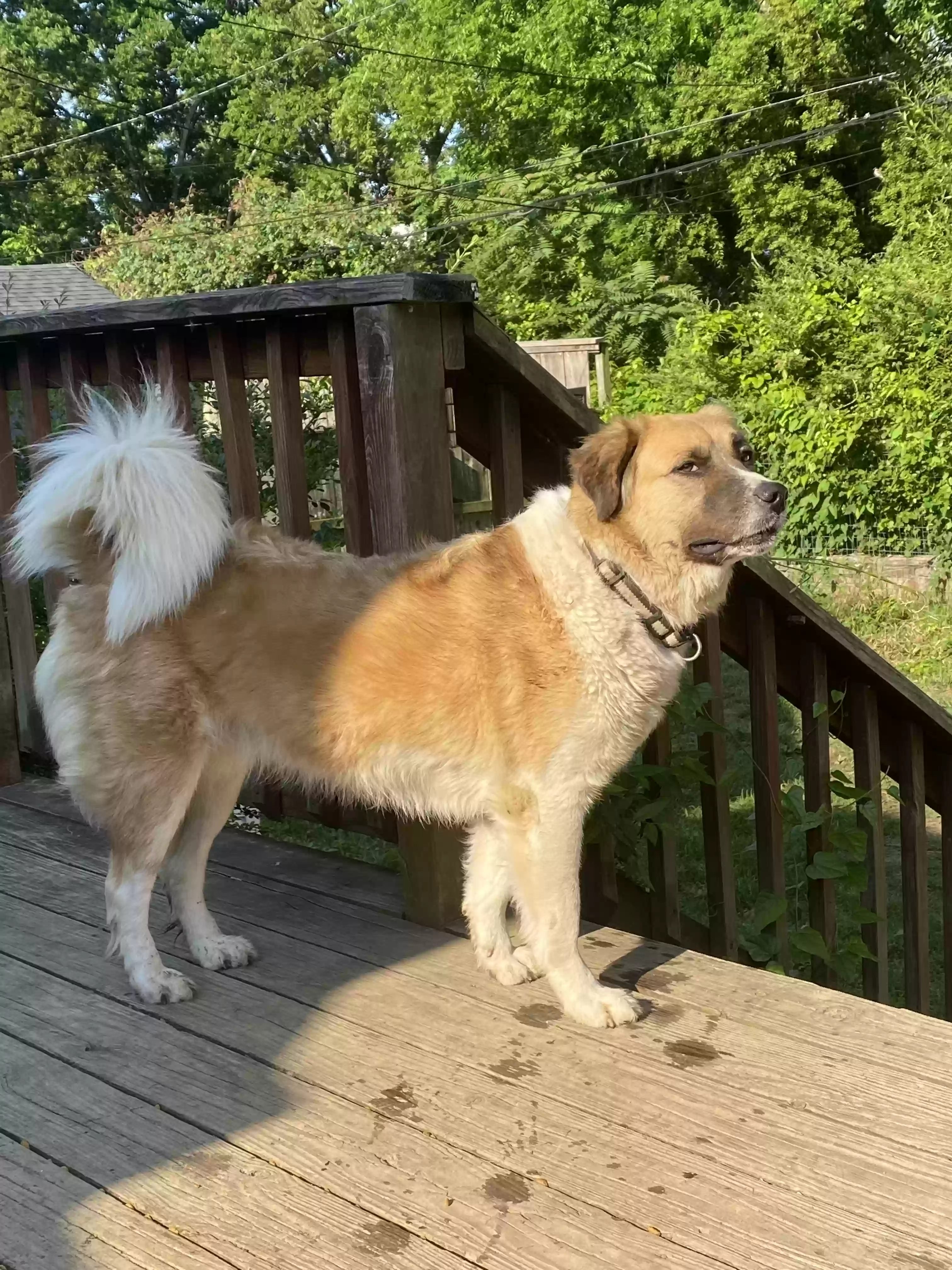 adoptable Dog in Camp Verde,AZ named Onyx
