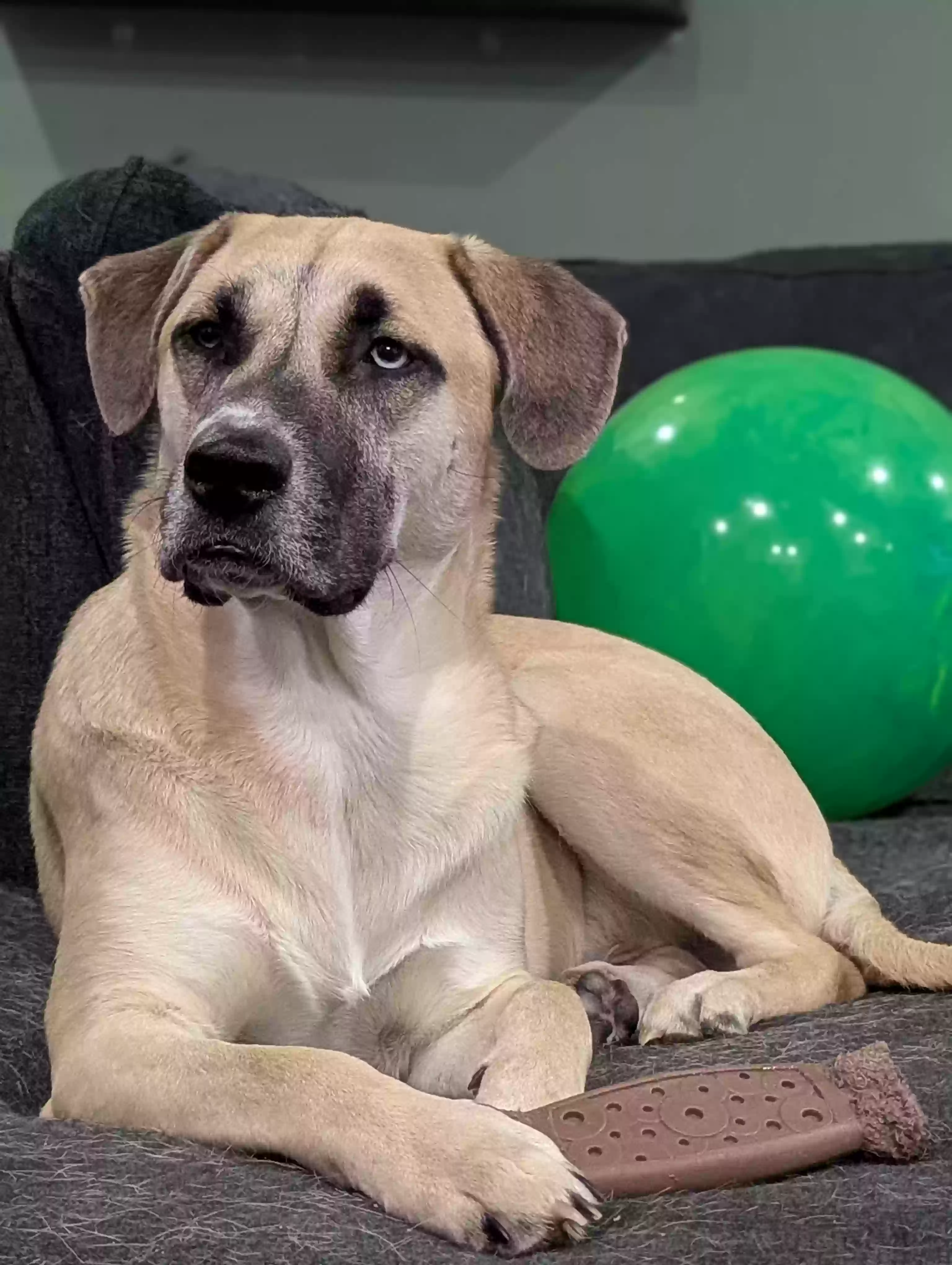 adoptable Dog in Purcell,OK named Theo