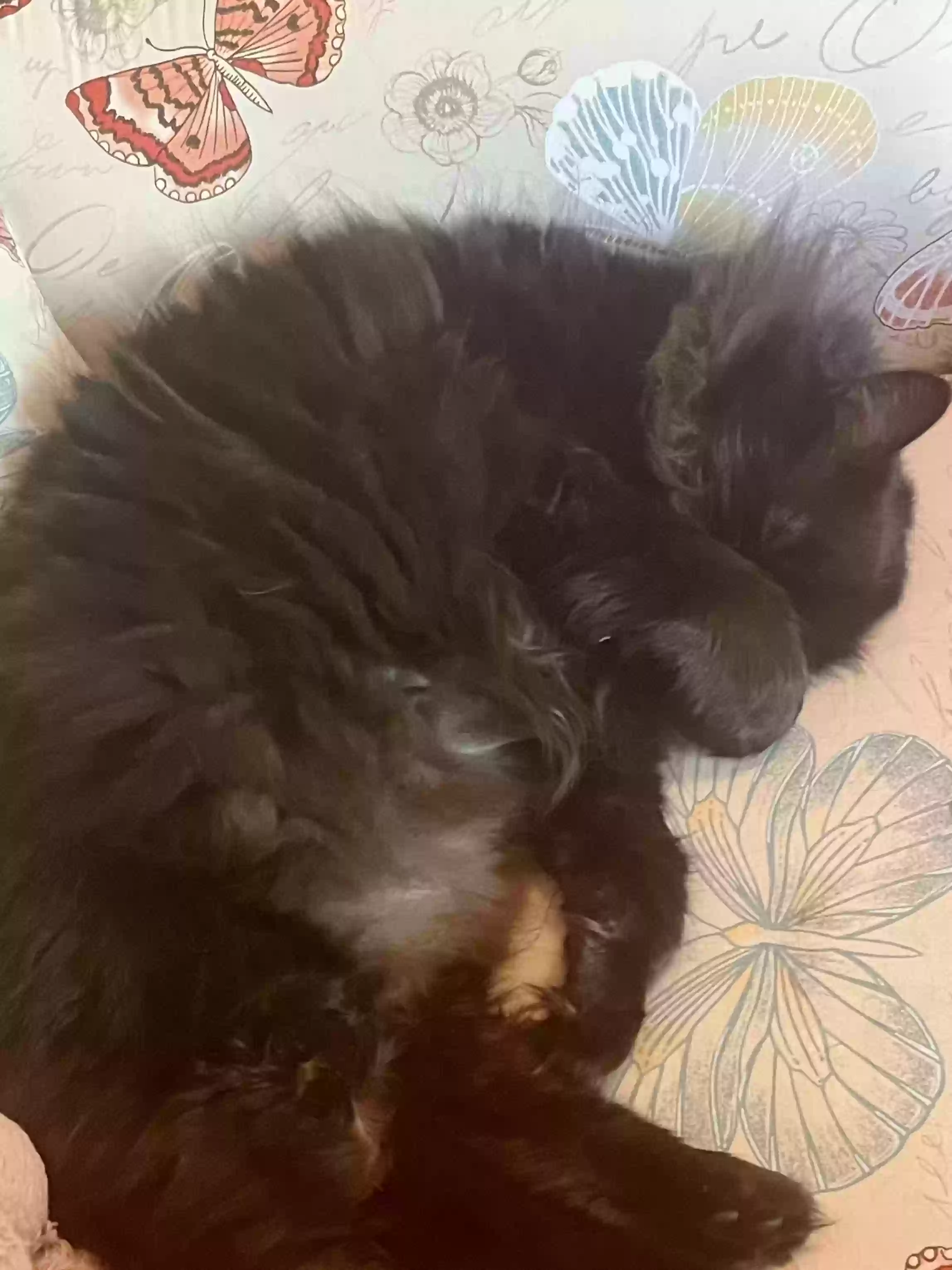 adoptable Cat in Sequim,WA named Sadie