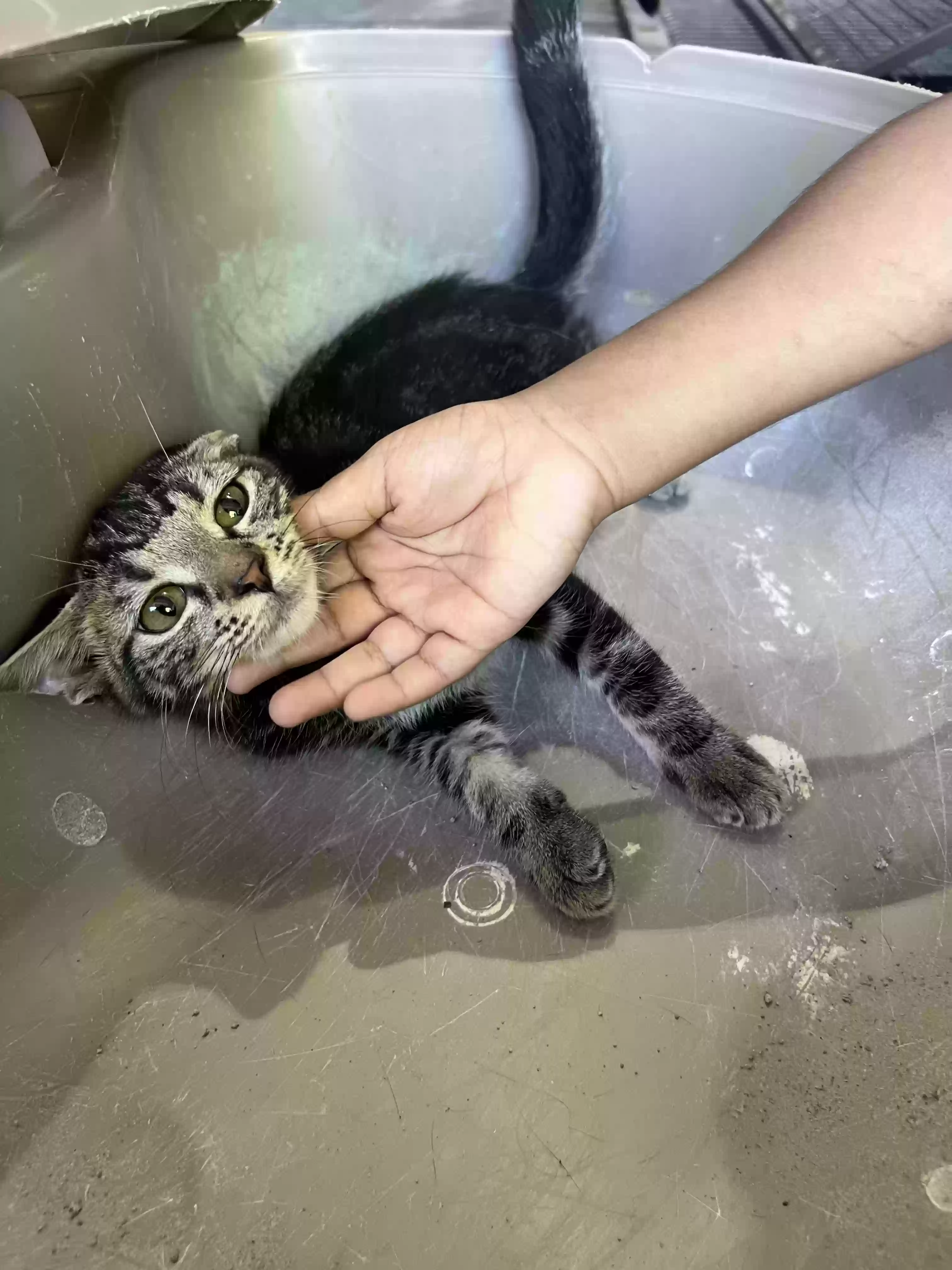 adoptable Cat in Allen,TX named Chupa