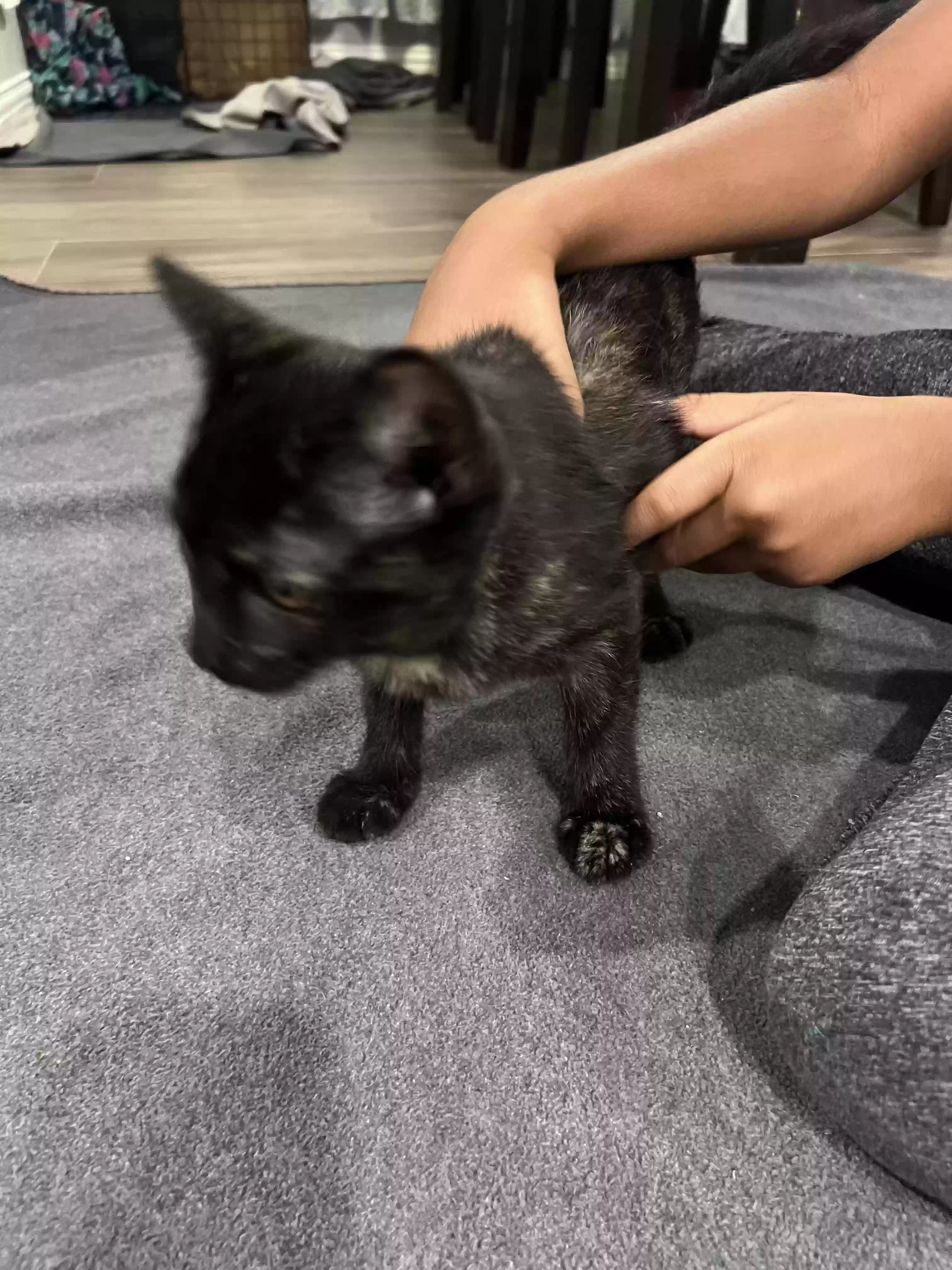 adoptable Cat in Allen,TX named Cabra