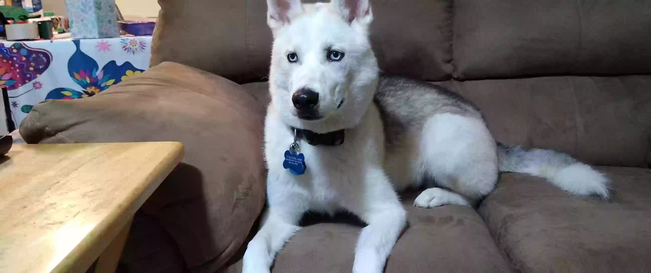 adoptable Dog in Watertown,MN named Milo