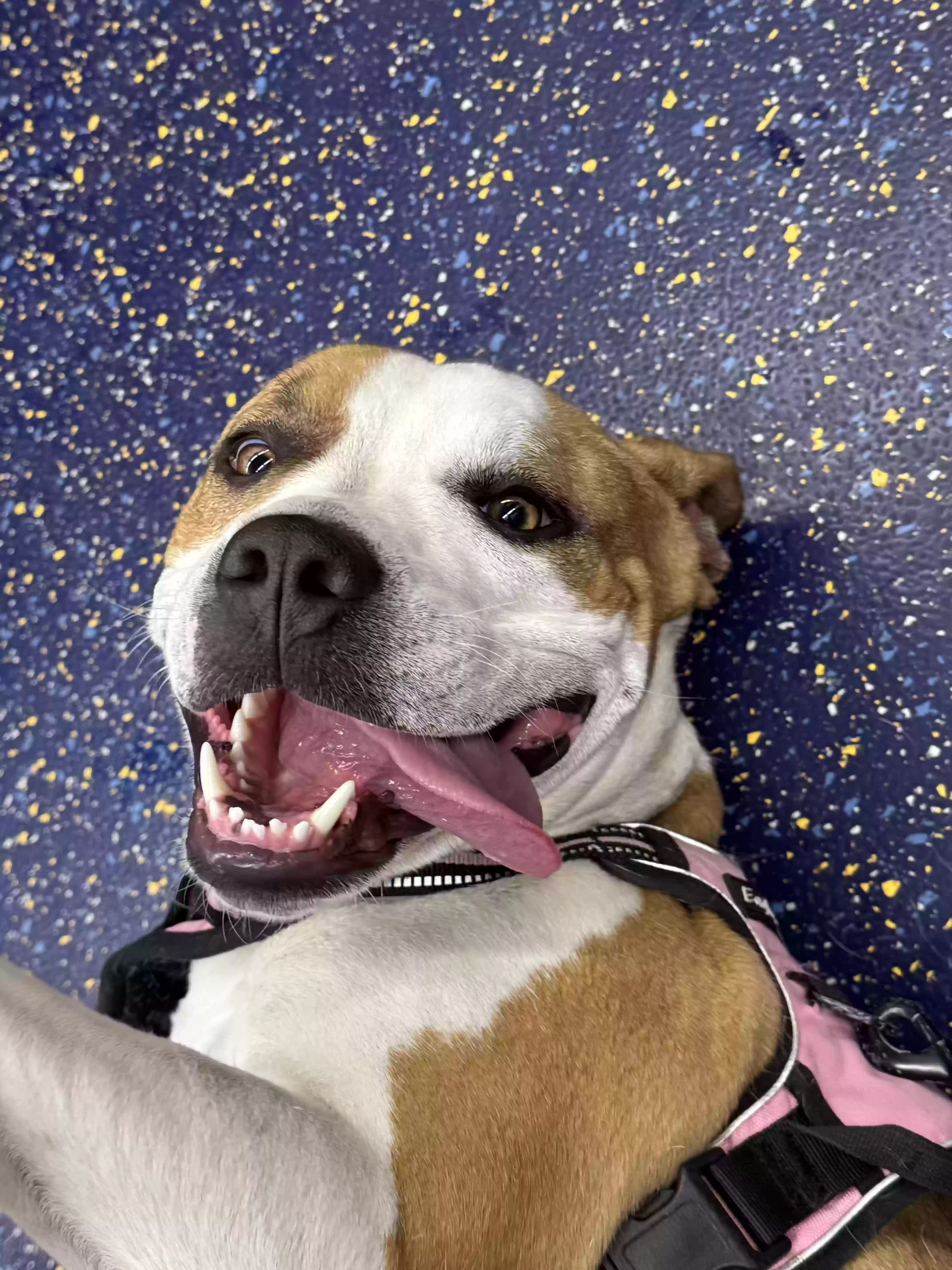 adoptable Dog in Woodhaven,NY named Nilla